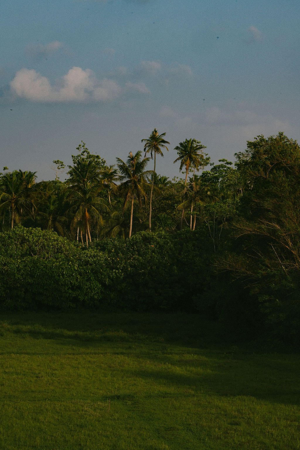 Lush green landscape with palm trees and tropical vegetation — Casa Tikiri, Ahangama, Sri Lanka