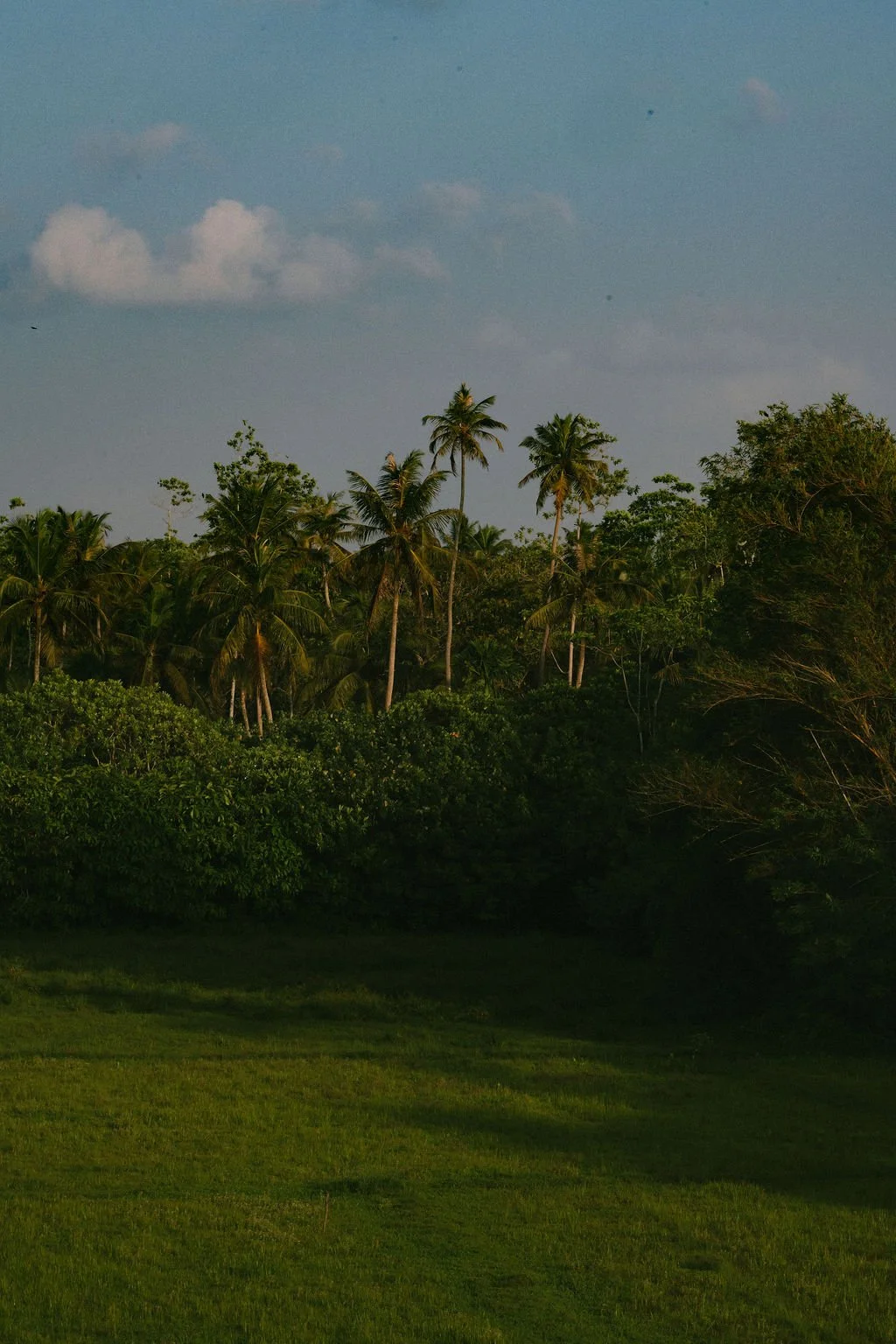 A landscape of green grass, bushes, and tall palm trees under a partly cloudy sky — Casa Tikiri, Ahangama, Sri Lanka