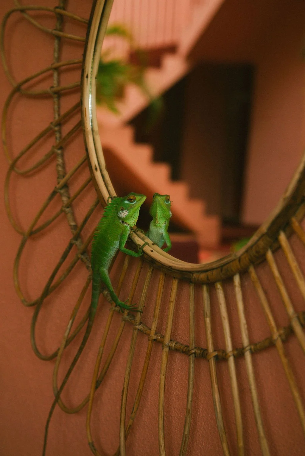 Chameleon on a round bamboo mirror frame reflected on a pink wall — Casa Tikiri, Ahangama, Sri Lanka