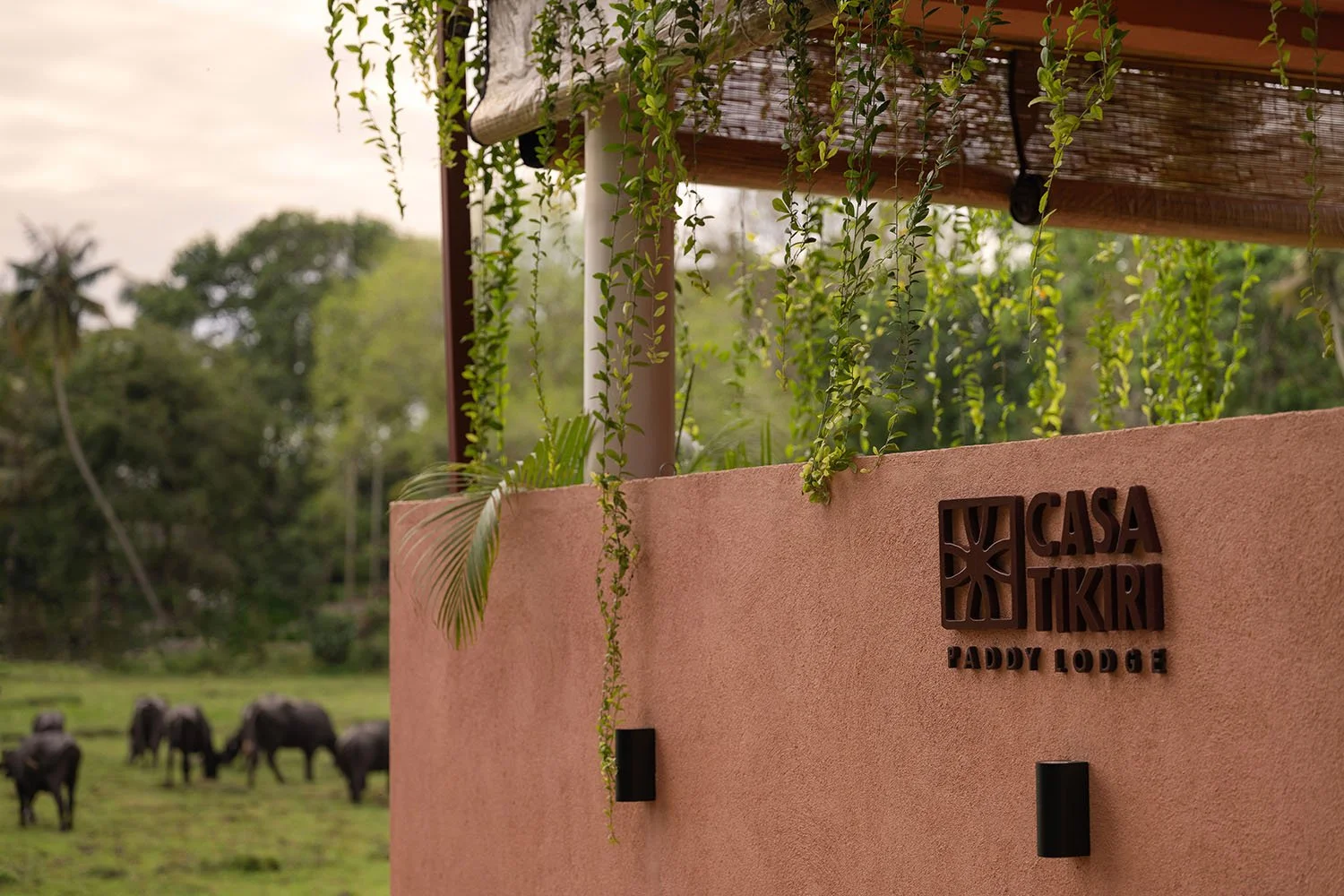 Pink exterior wall with water buffalo grazing in rice fields — Casa Tikiri Paddy Lodge, Ahangama, Sri Lanka