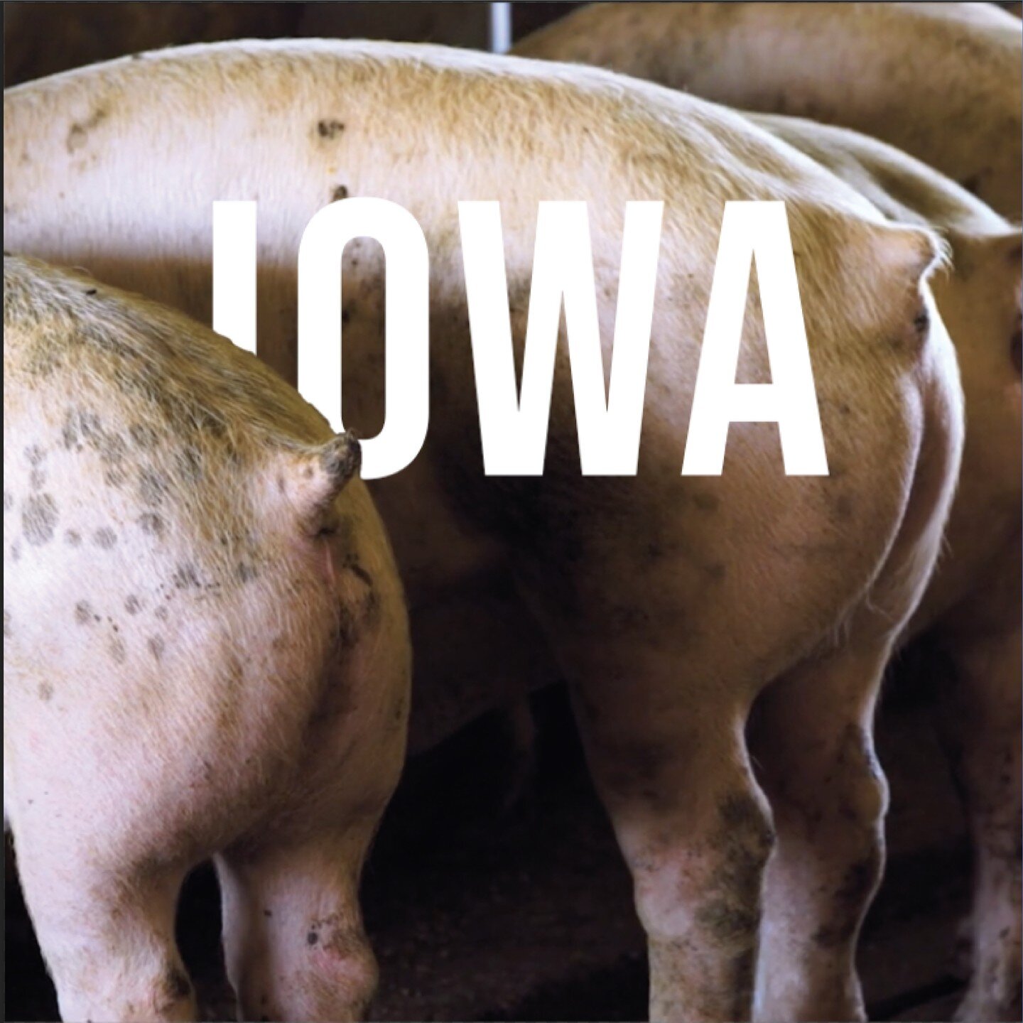 Hogs outnumber Iowa&rsquo;s population by around 22 million which means that Iowa has a manure problem. Iowa&rsquo;s hogs produce 12 billion pounds of sh*t per year. Watch WASTELAND: IOWA &amp; see what the wholesome agriculture narrative has done to