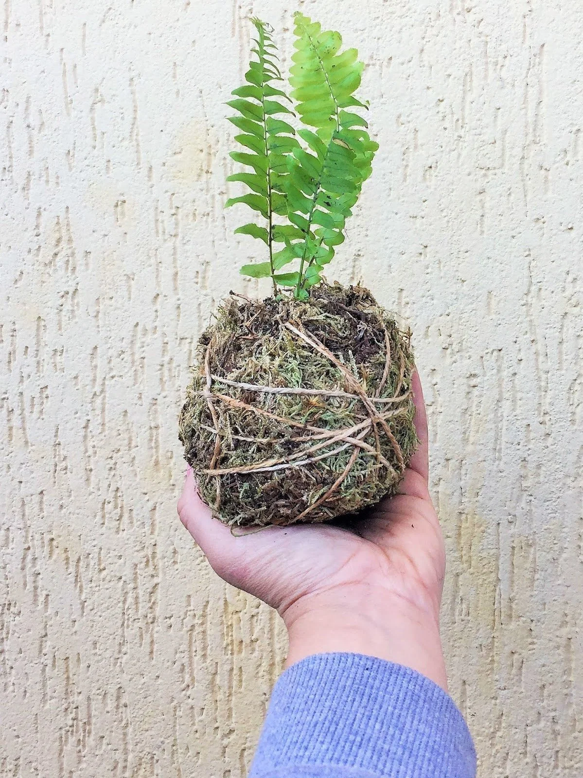 Come cambiare piantina  a un kokedama
