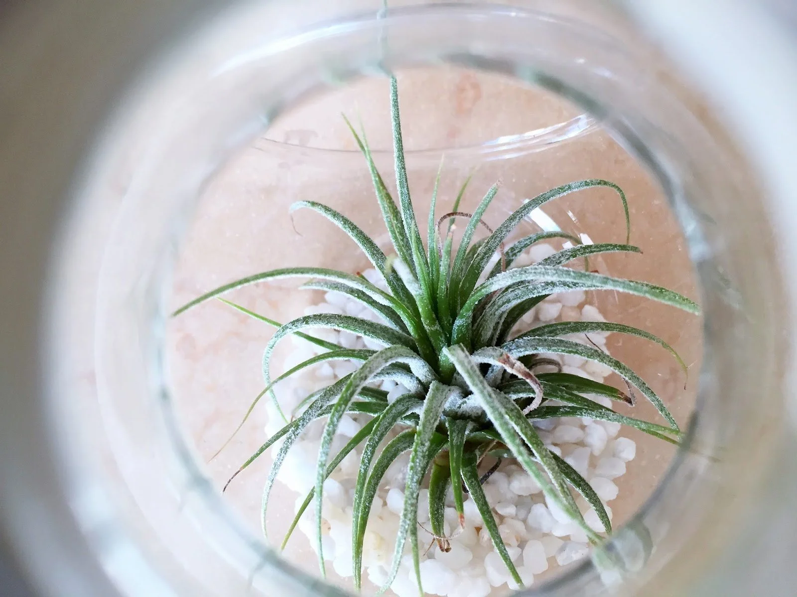 La pianta senza terra: ti presento la Tillandsia