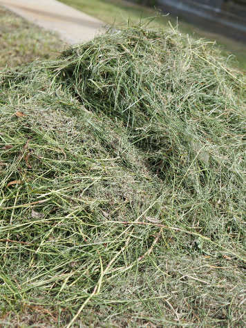 ERBA TAGLIATA