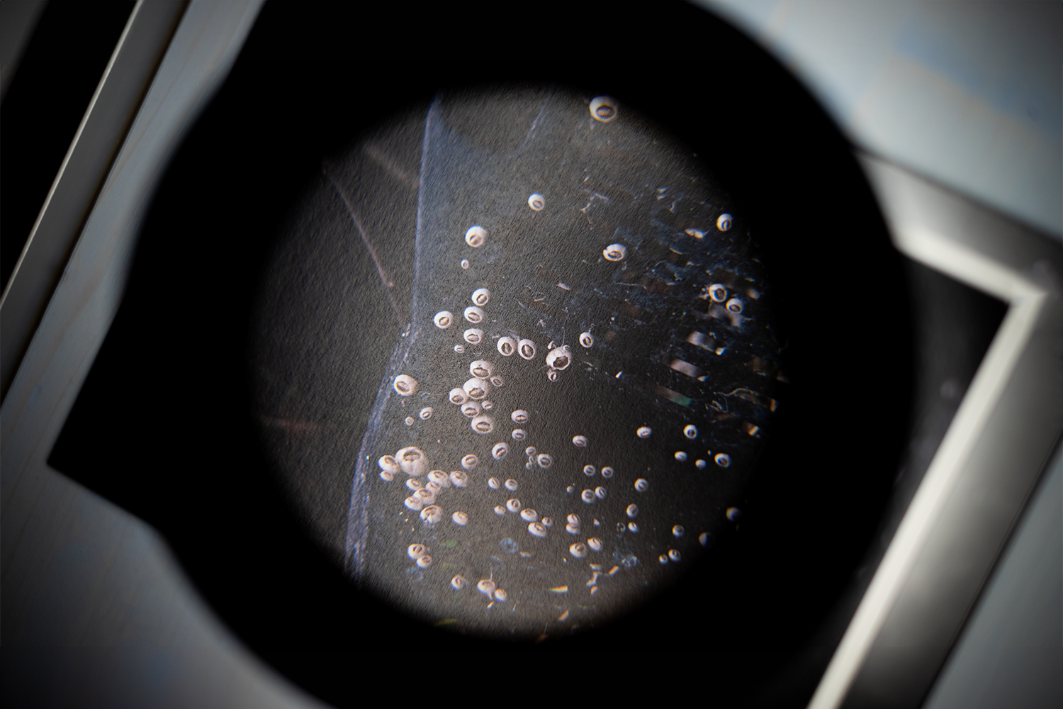 Gigi Totaro_Postnatural Remains_09.png