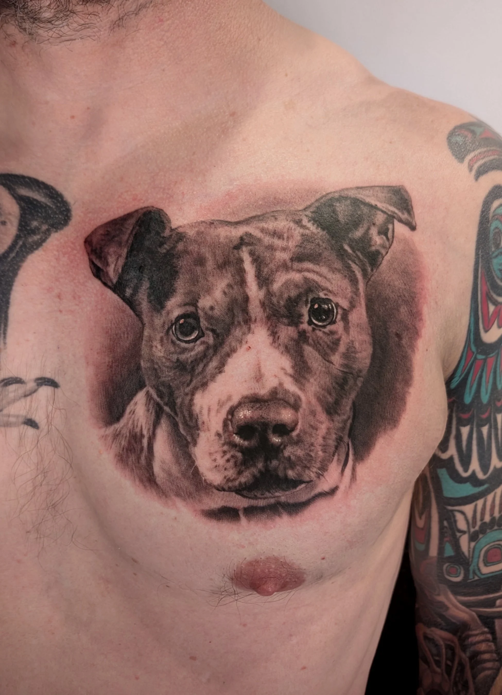 Pit Bull Portrait on chest