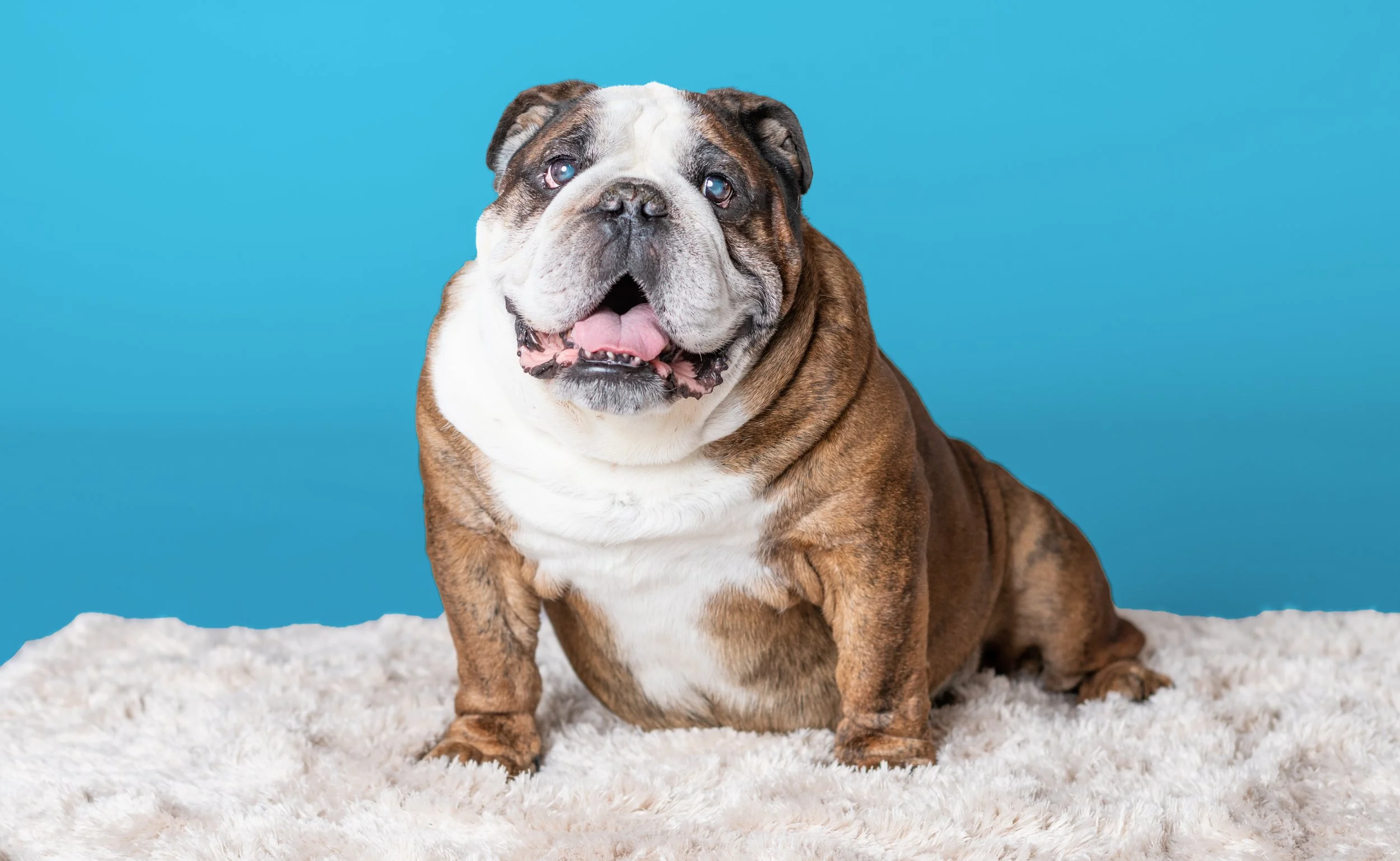 Pooch23_Moose-97-Edit copy.jpg