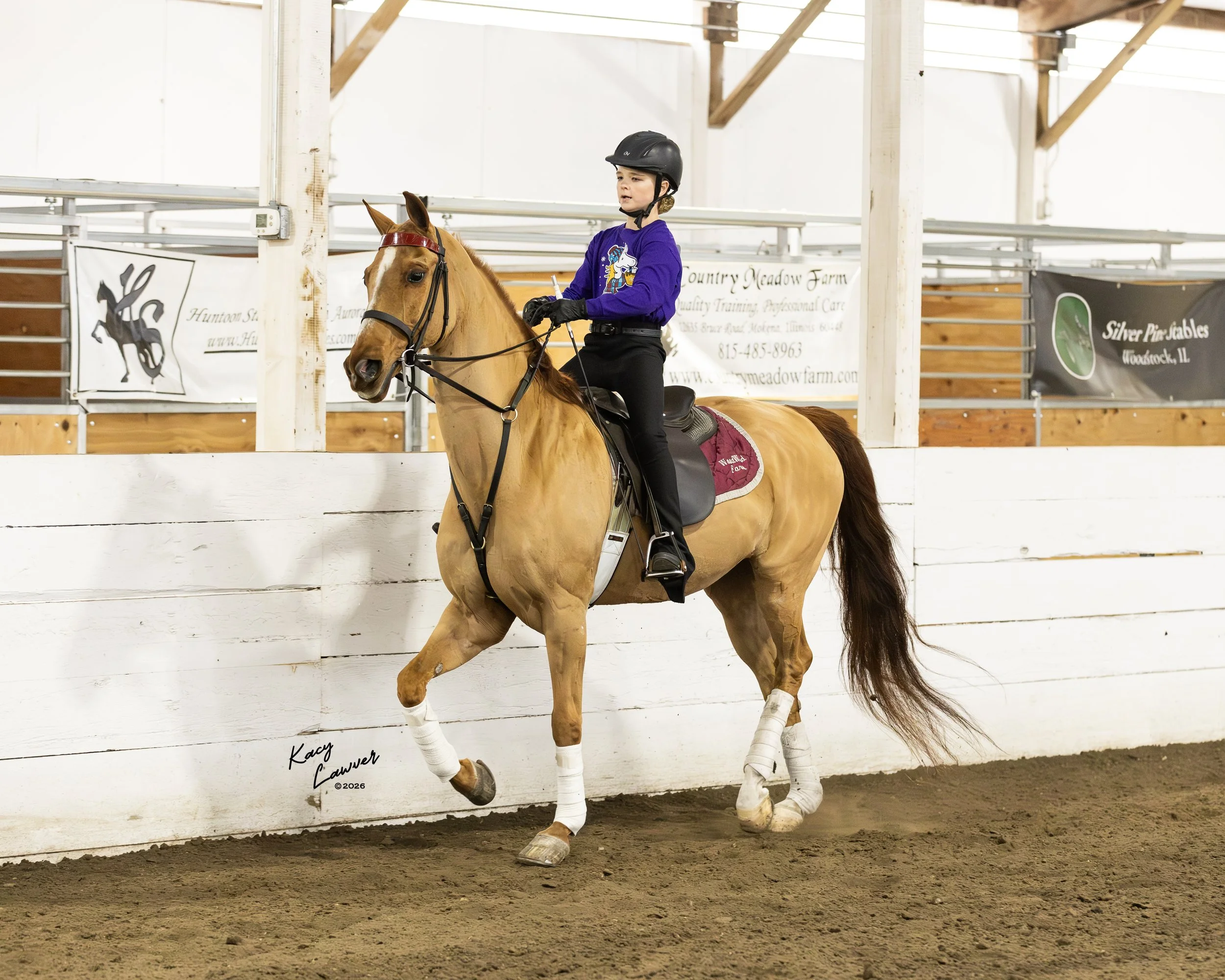 SchoolHorseEquitationWT13&Under17.jpg