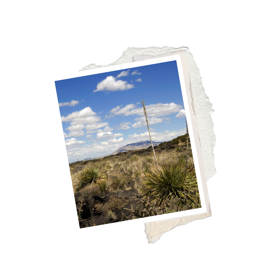 New Mexico Landscape photo
