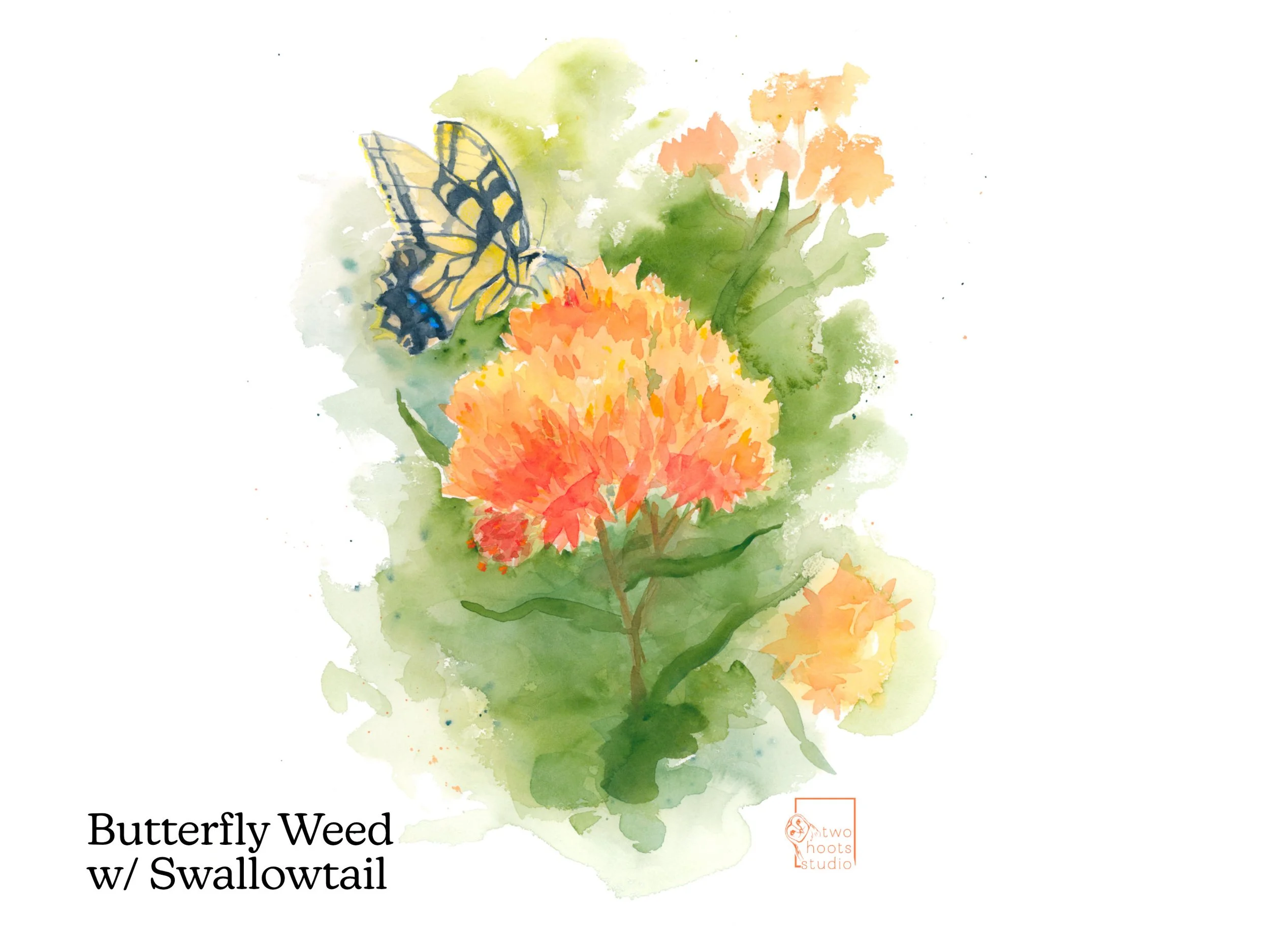 Butterfly Weed- Detail image - Squarespace Notecard Set.jpg
