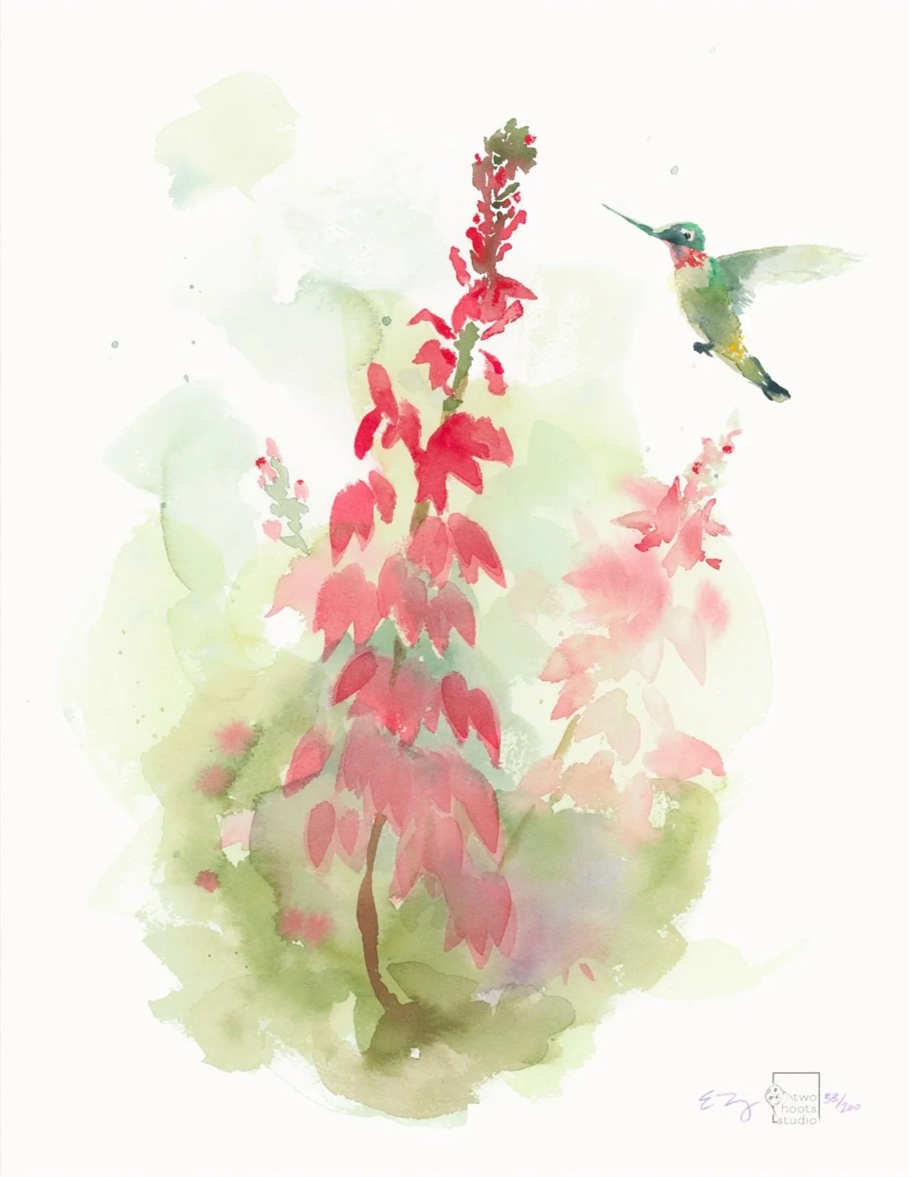Watercolor painting of red and pink flowers of the cardinal flower with a hummingbird flying nearby