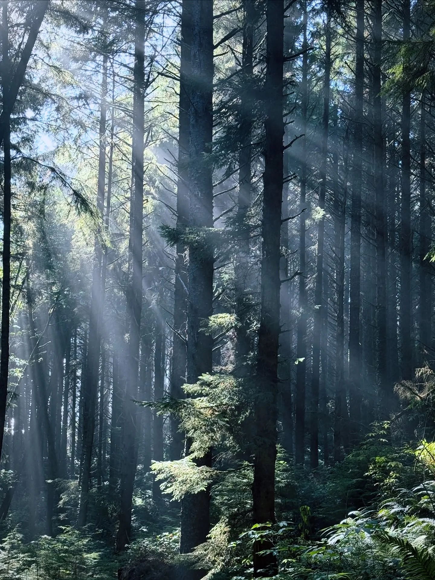 Your reminder to wear daily sunscreen of 30 SPF both UVA and UVB! I took this photo hiking yesterday at the coast which was over 20 degrees cooler! As beautiful as these sunbeams are they are powerful. Besides the obvious reasons for wearing sunscree