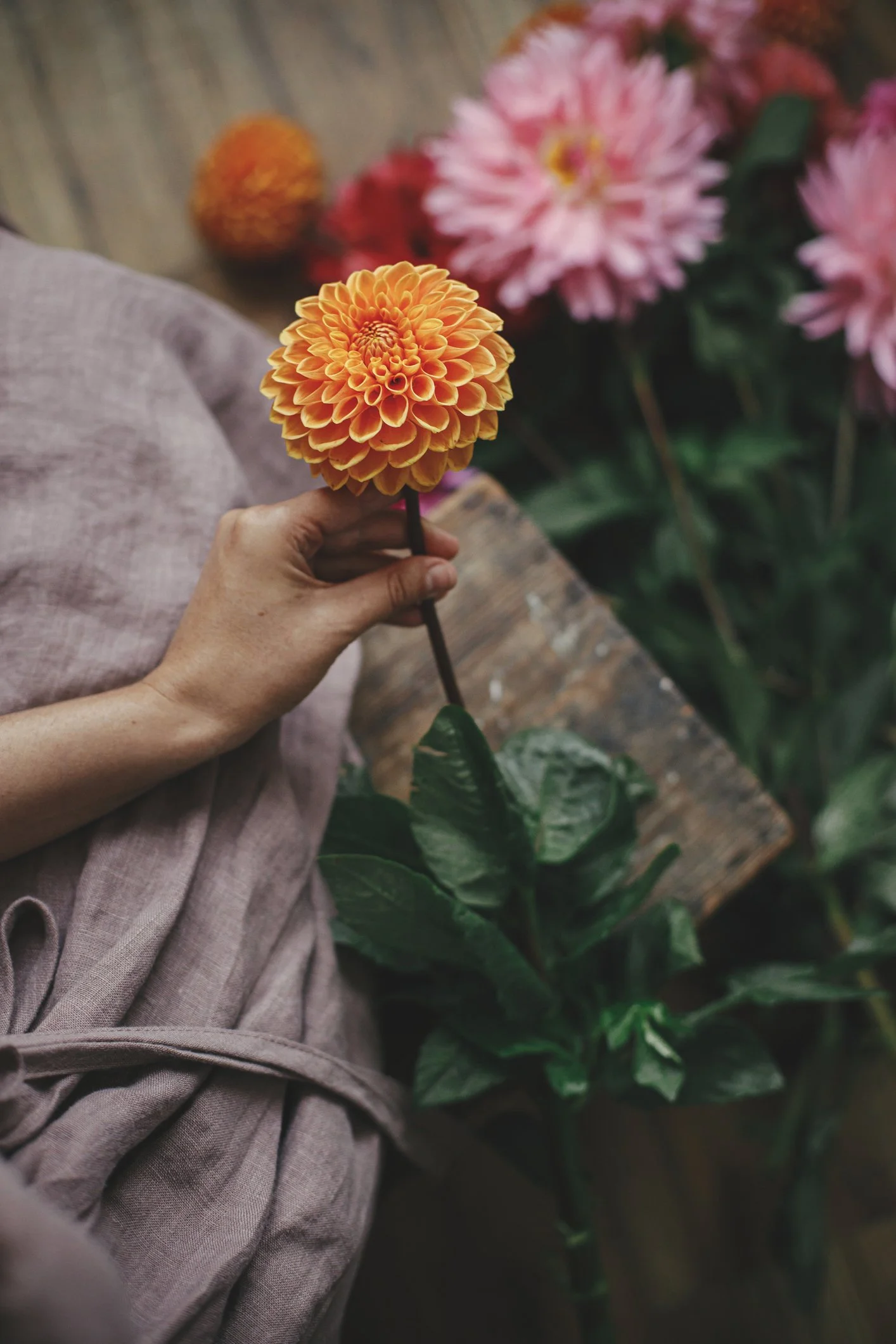 Close-up of a hand holding an orange dahlia flower, surrounded by pink and red flowers and green foliage.