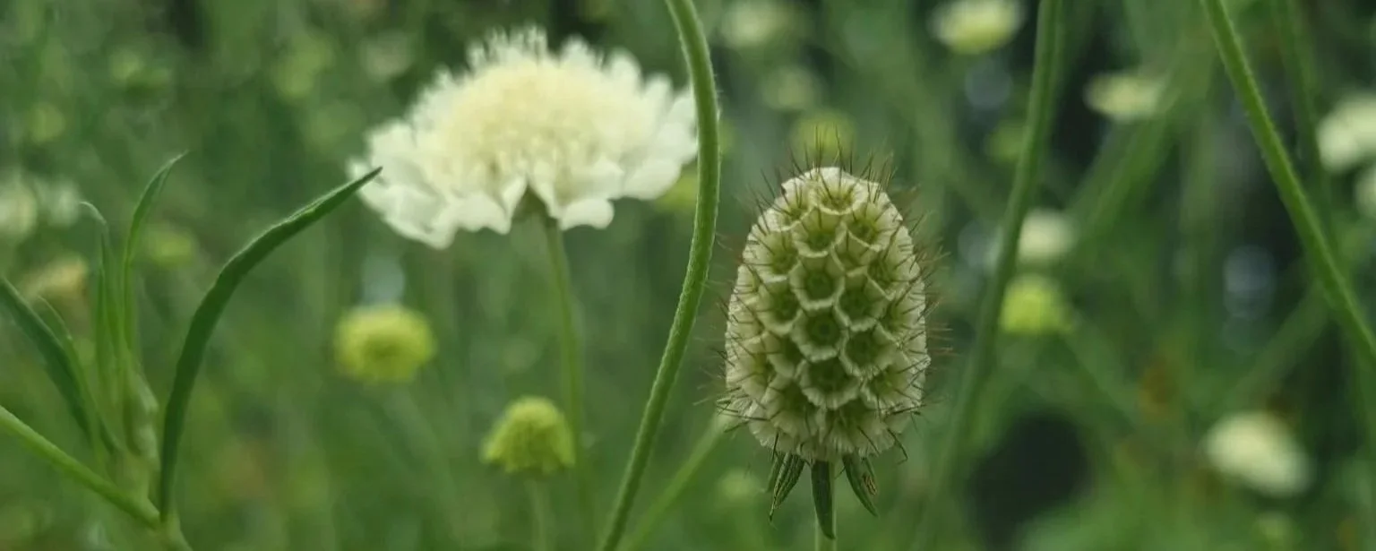 Close-up of green and white spiky flower with blurred white flowers in the background