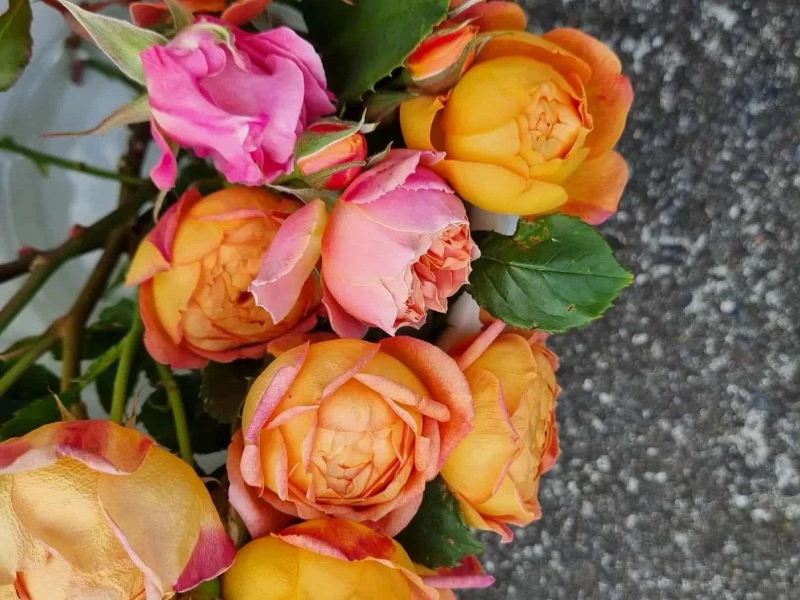 Garden grwon organic roses ready for distilling into rose hydrosol