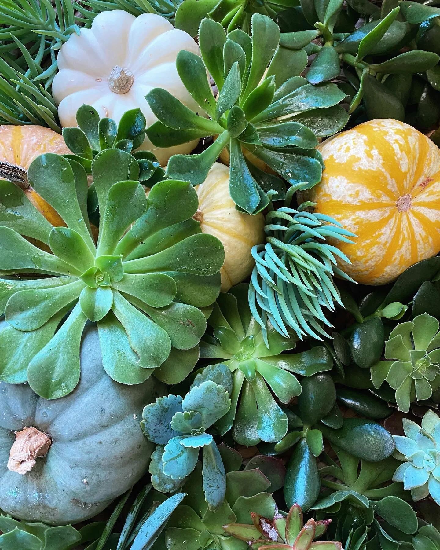 Last chance to get your mini pumpkin succulent arrangements. DM for more info. 💚💚💚