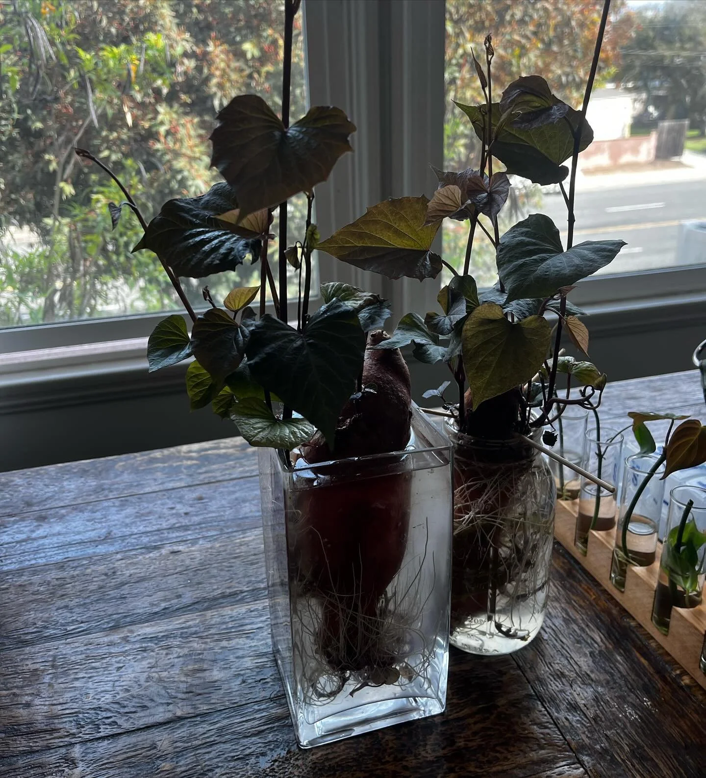 Not birth related&hellip; but I&rsquo;ll try to find a way! While many of you are busy growing human babies, I&rsquo;m growing sweet potatoes as house plants 😂 apparently I can plant these eventually to grow sweet potatoes. 

Can&rsquo;t rush the pr