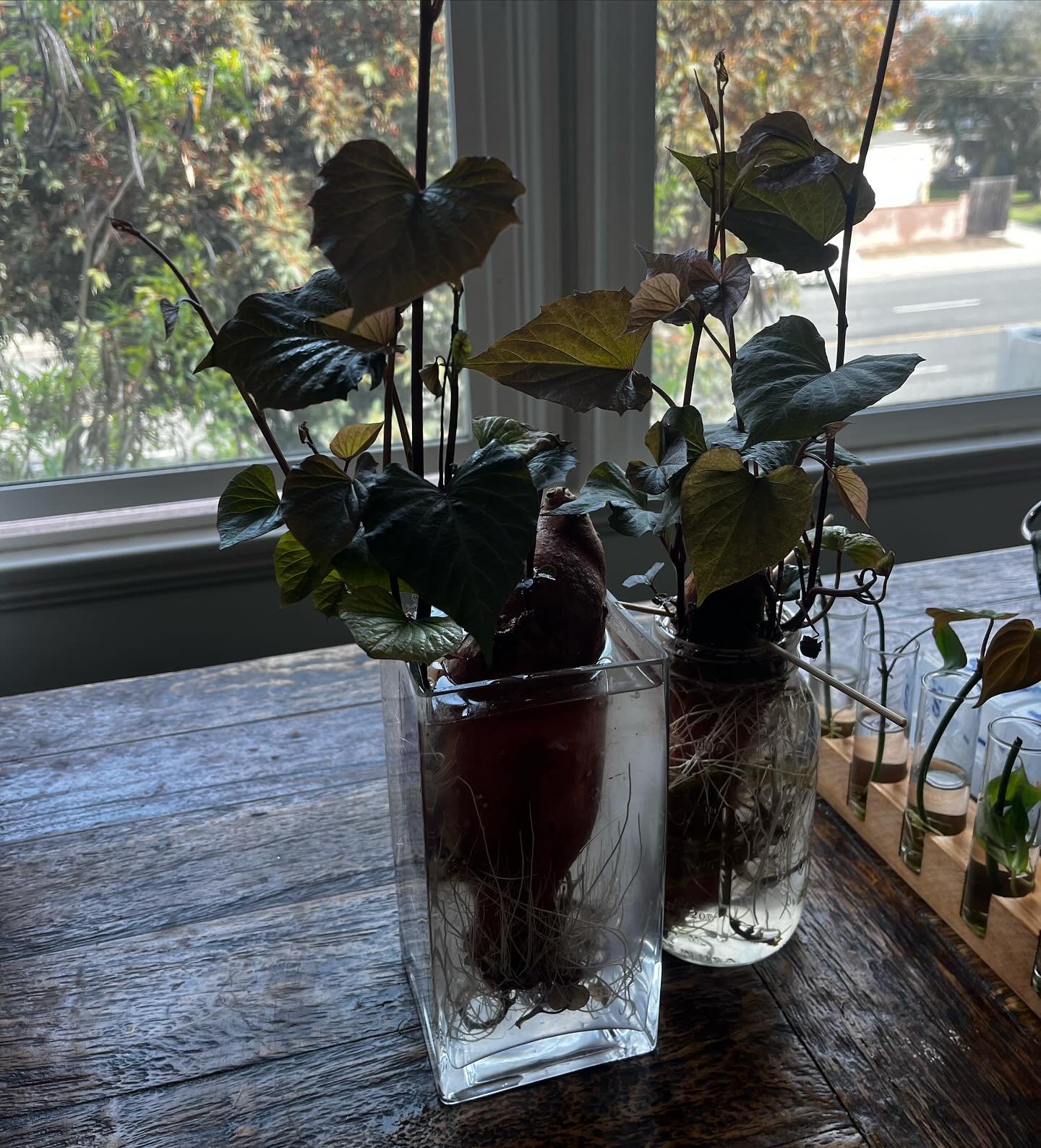 Not birth related&hellip; but I&rsquo;ll try to find a way! While many of you are busy growing human babies, I&rsquo;m growing sweet potatoes as house plants 😂 apparently I can plant these eventually to grow sweet potatoes. 

Can&rsquo;t rush the pr