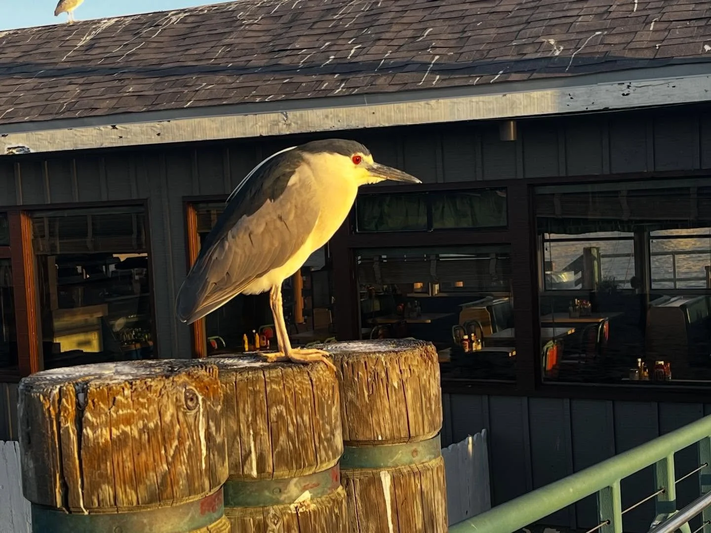 Life these days includes a lot of walks on the pier and midwifery time. Like birth pools, blood draws and even some fresh eggs from a sweet family.