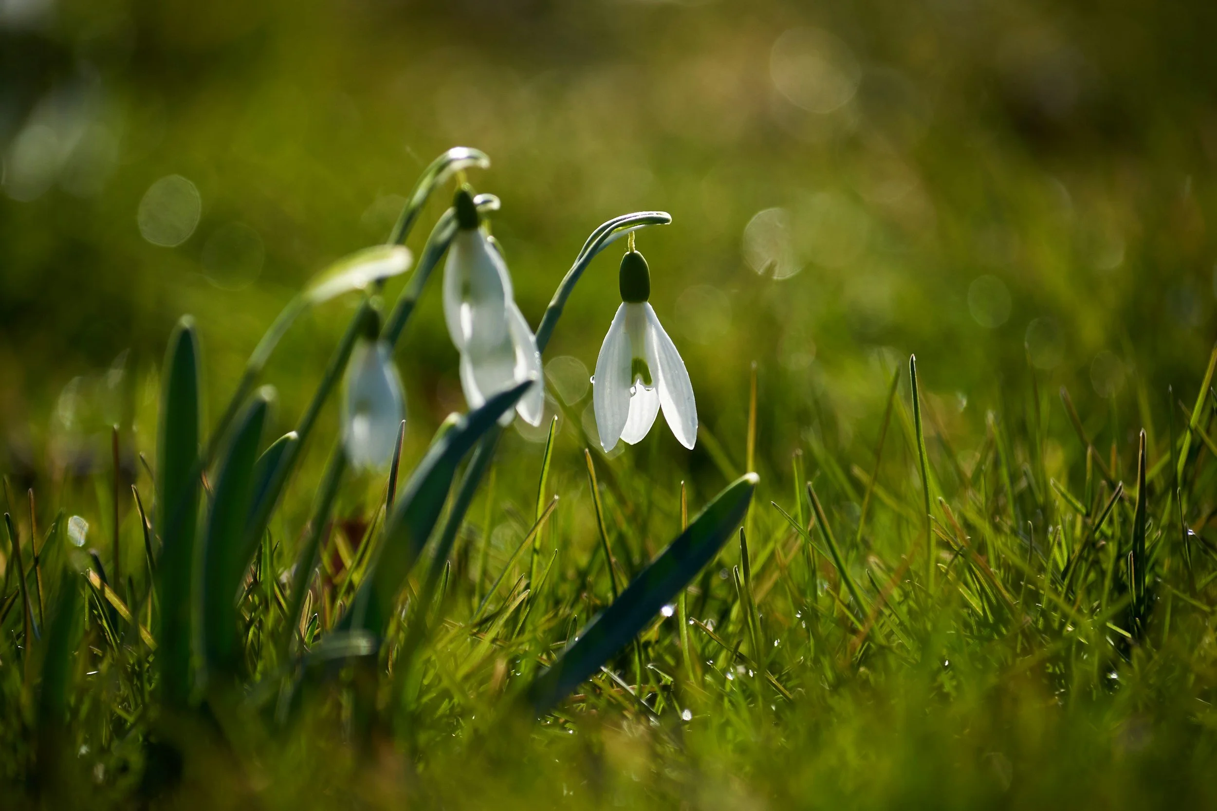 Spring in the Pacific Northwest: Why April &amp; May Are the Best Time