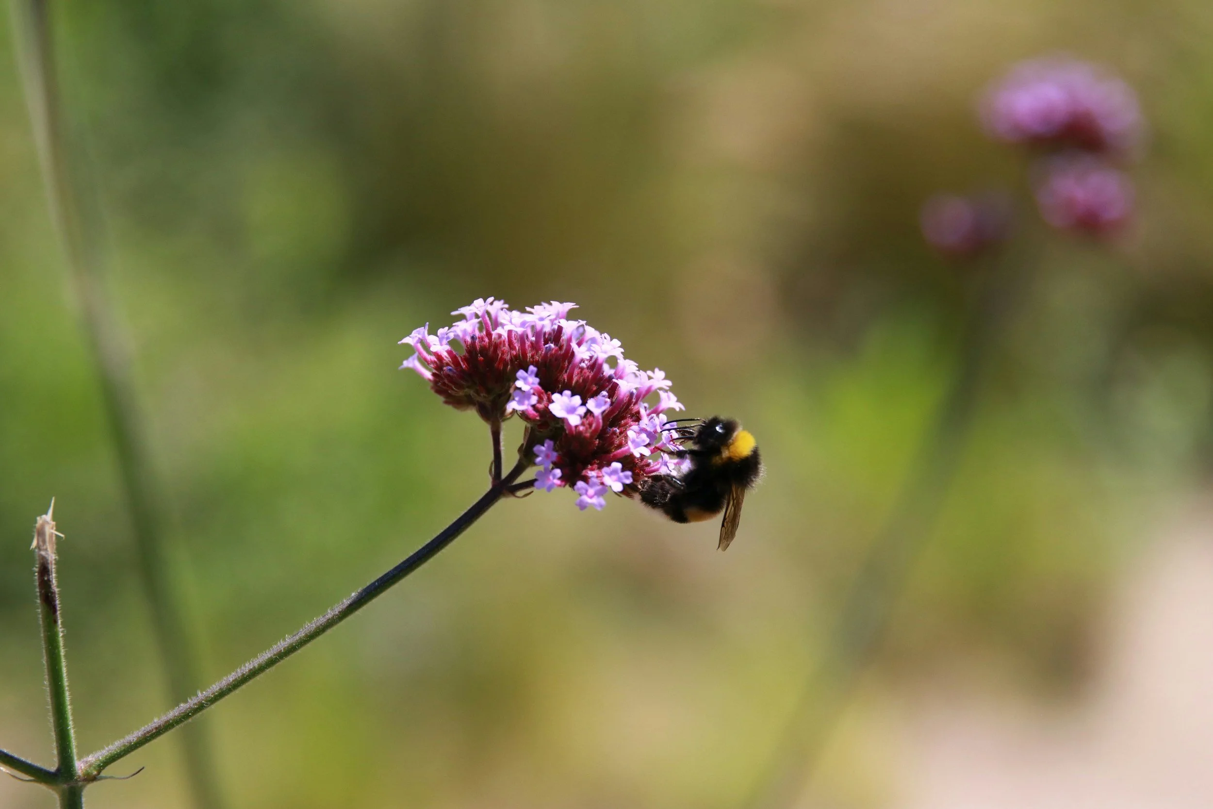 Bumblebee on pink flower, blurred green background