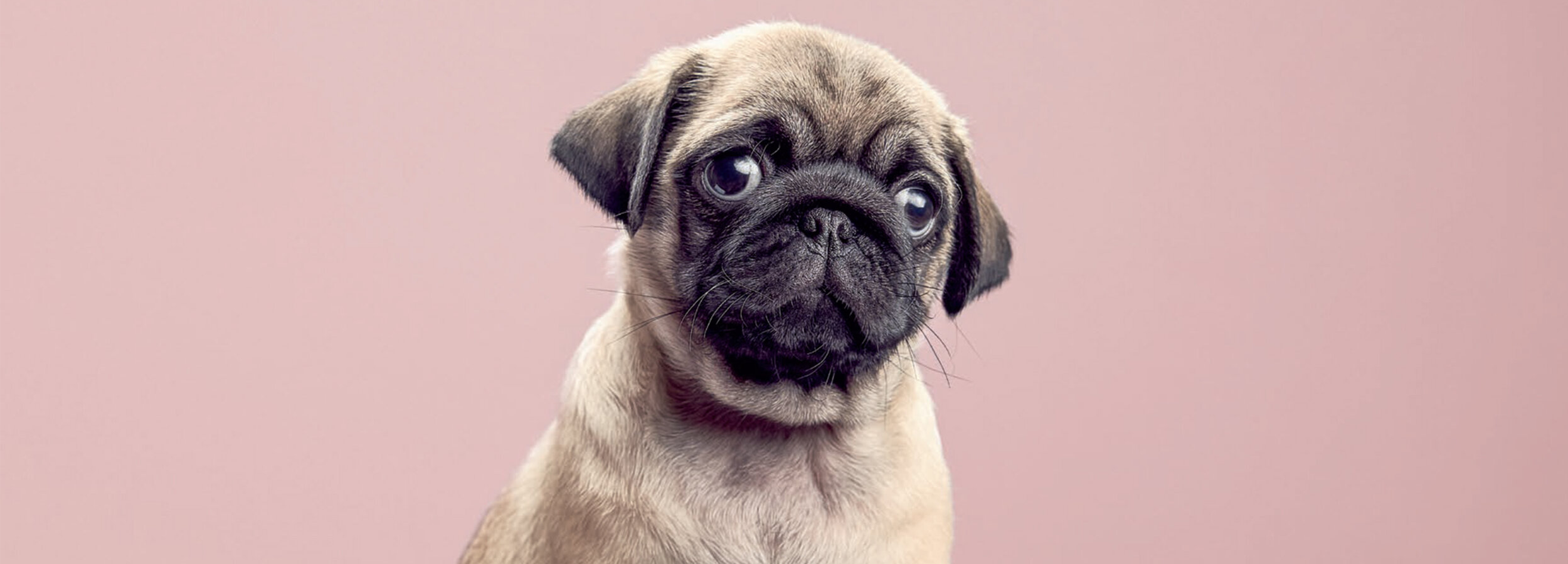 pug.png