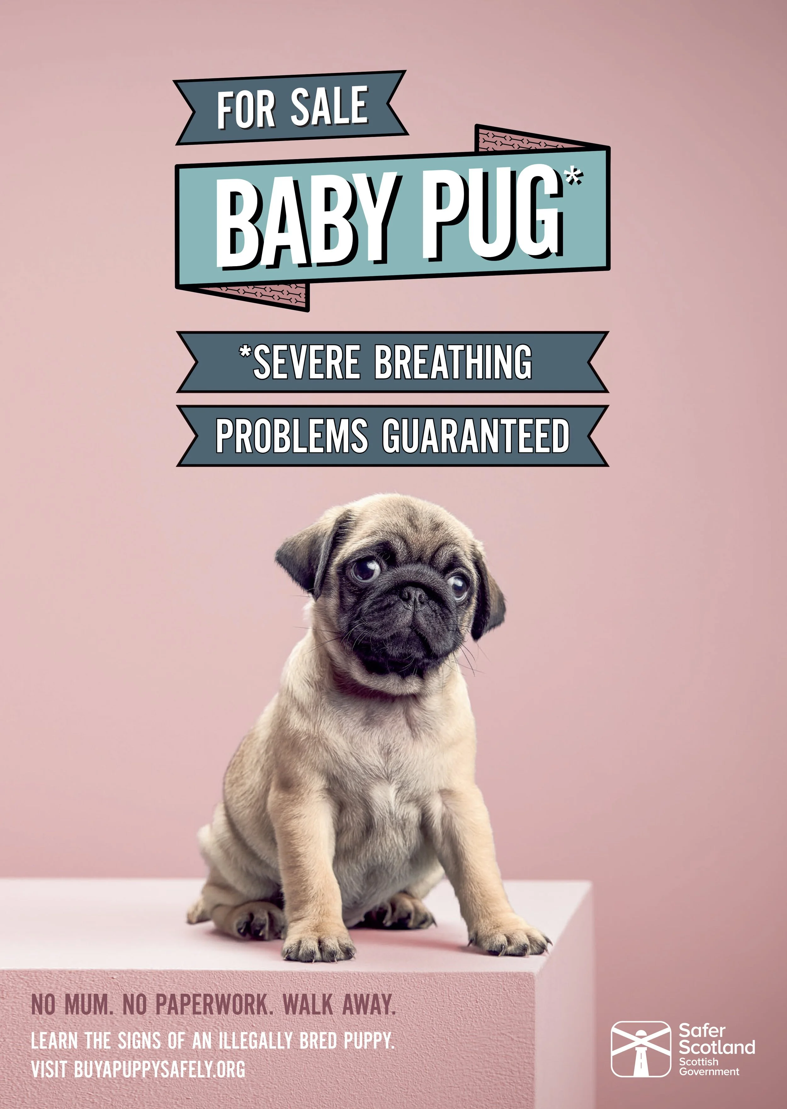 Pug.jpeg