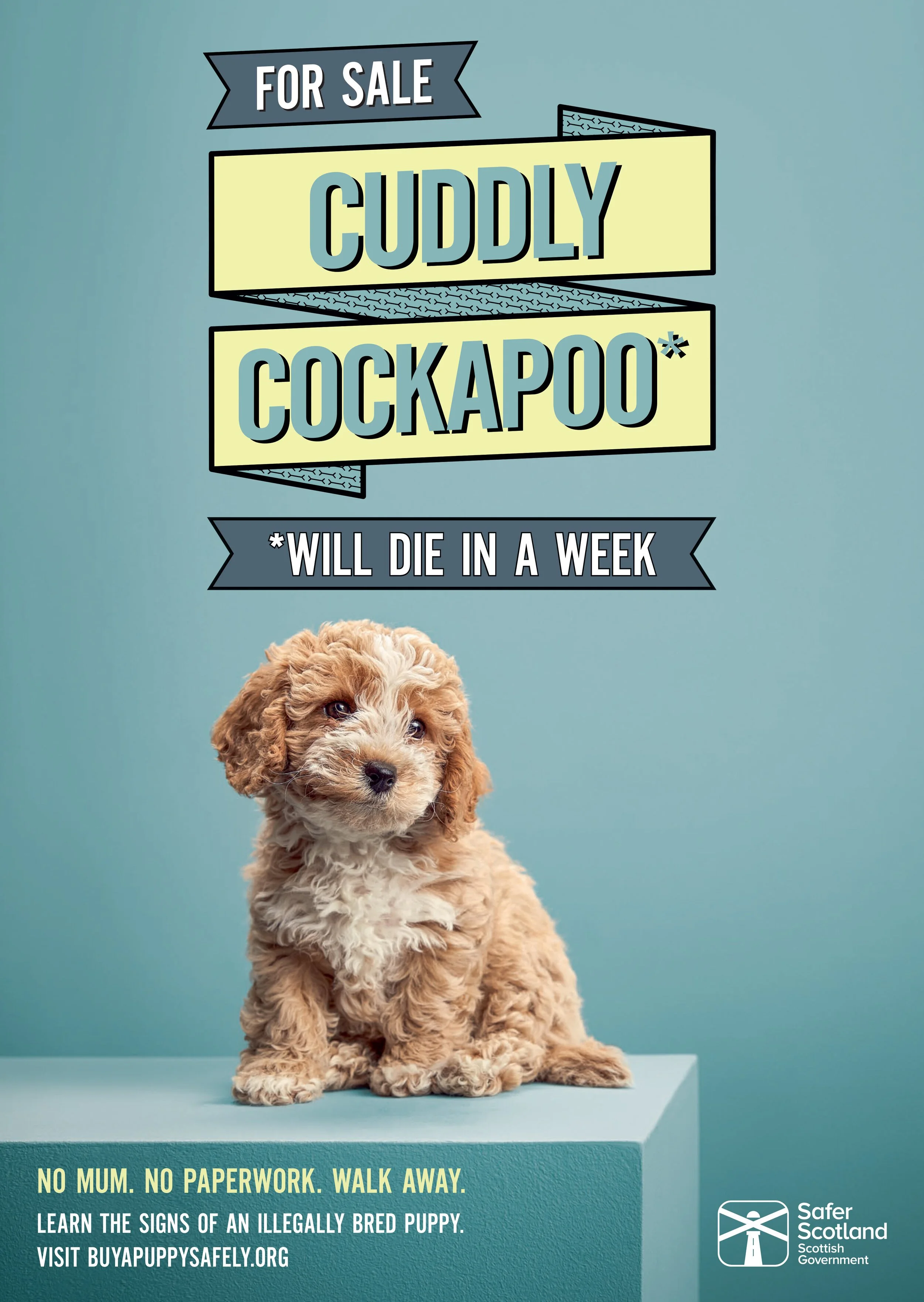 cockapoo.jpeg