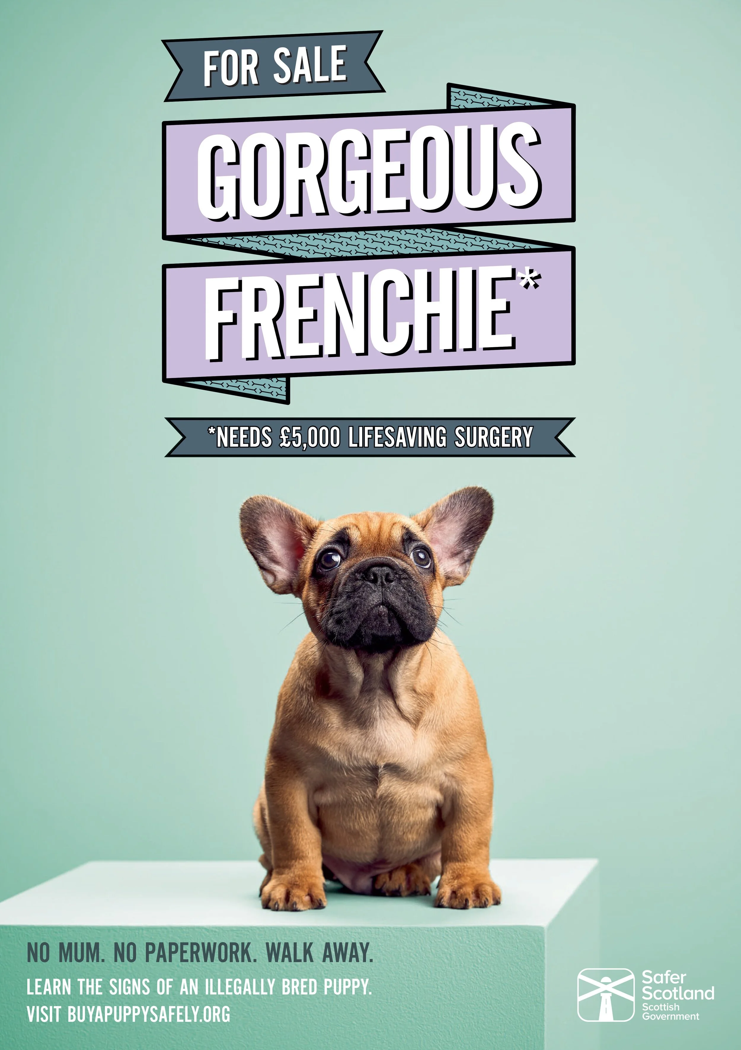 frenchie.jpeg