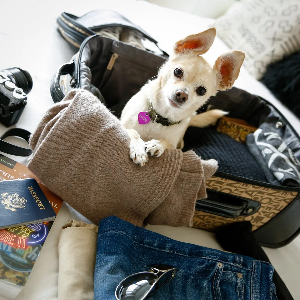 White Chihuahua in suitcase wanting to go on  vacation