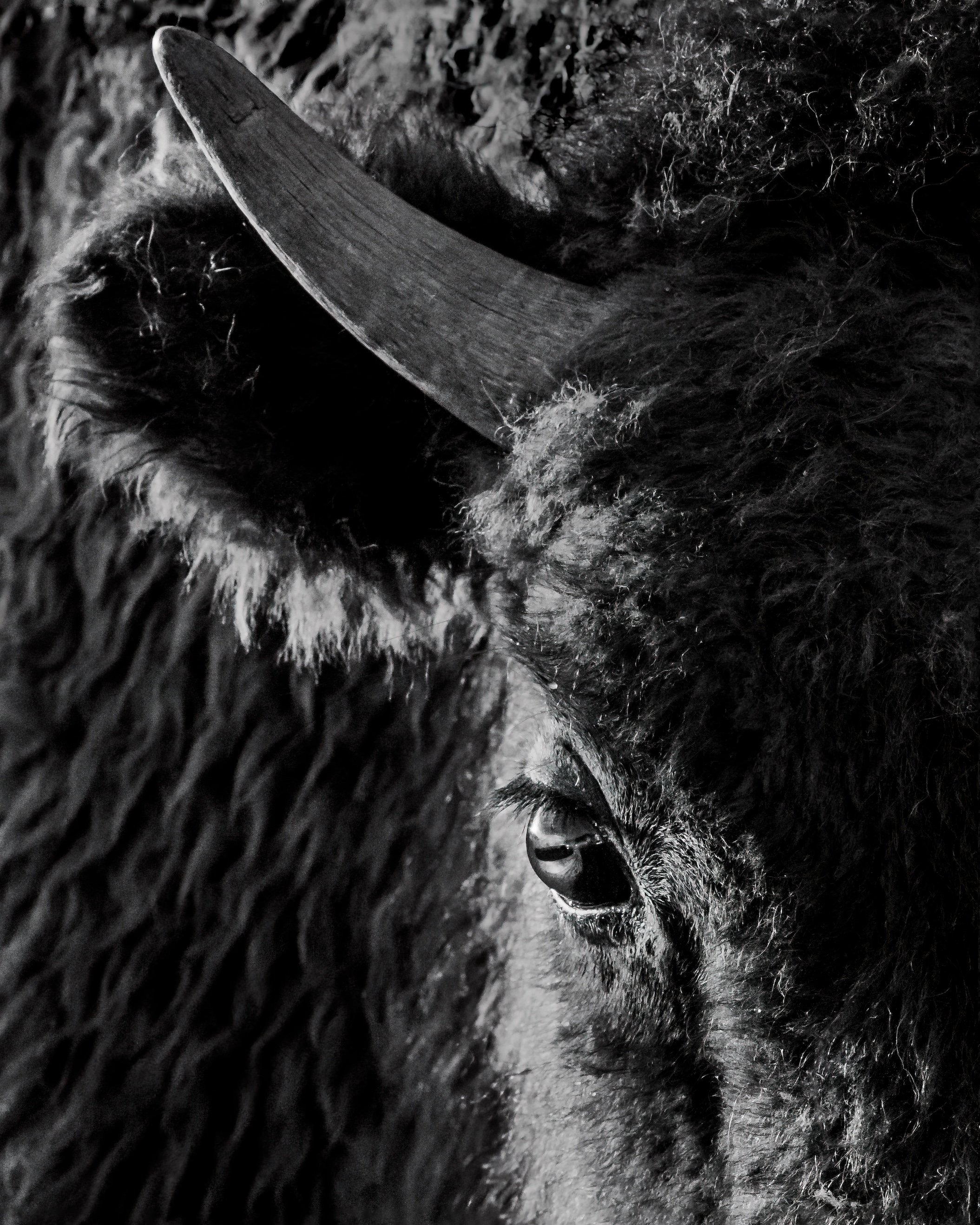 Bison Stare flat print small.jpeg