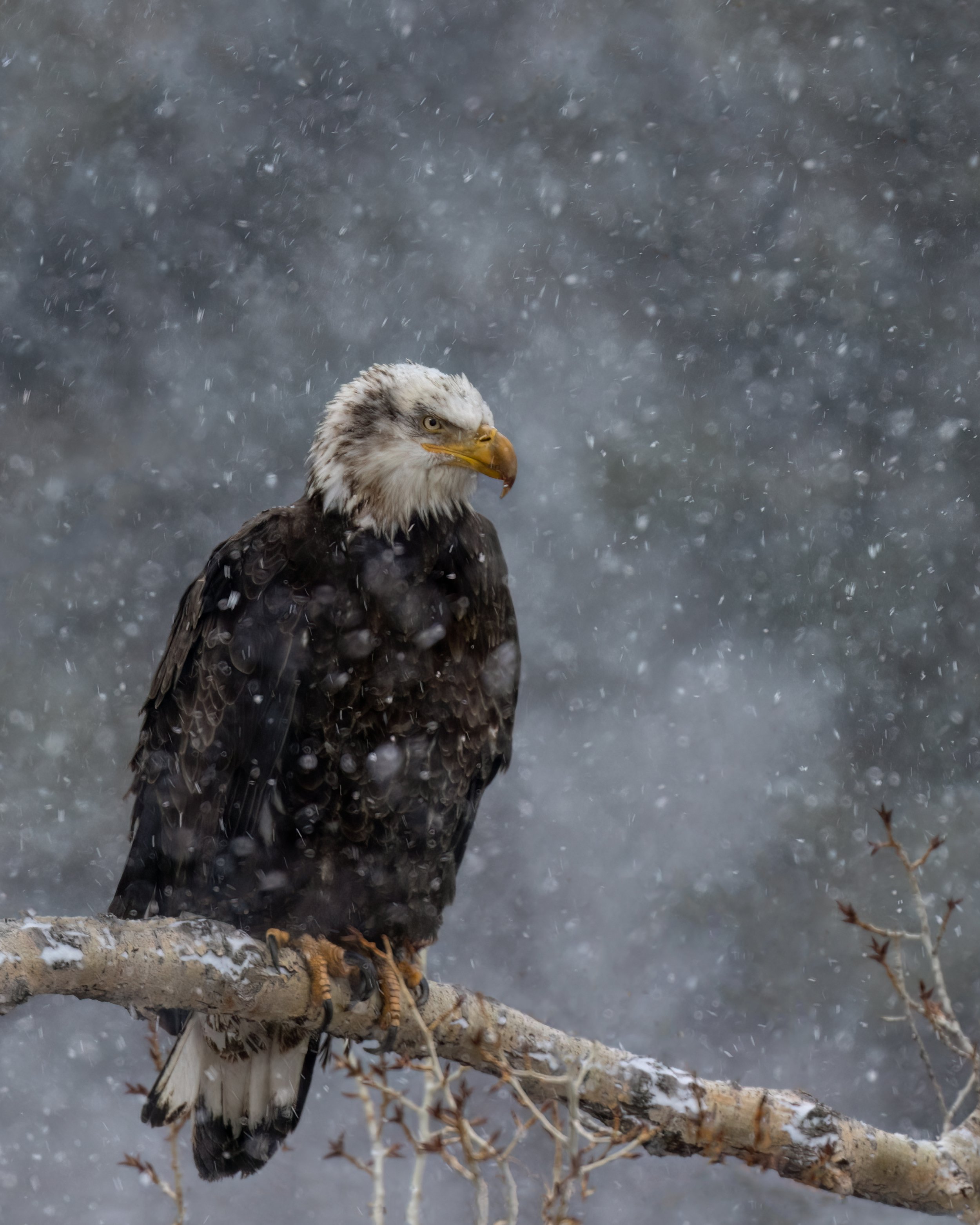 Weathering the Storm 4x5 flat print.jpg