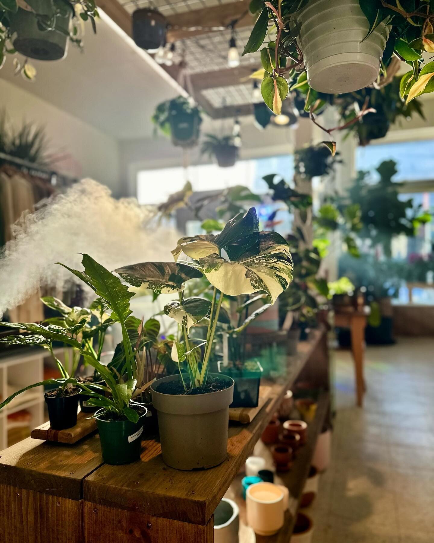 I am so in love with this shop 😍🪴💚 

Thanks for a wonderful week!! New plant shipment will be here tomorrow, so stop in on Tuesday to check out all the new babies!!

#elizabethcity #smallbusiness #plantshop #plants #jungle #junglevibes #plantaddic