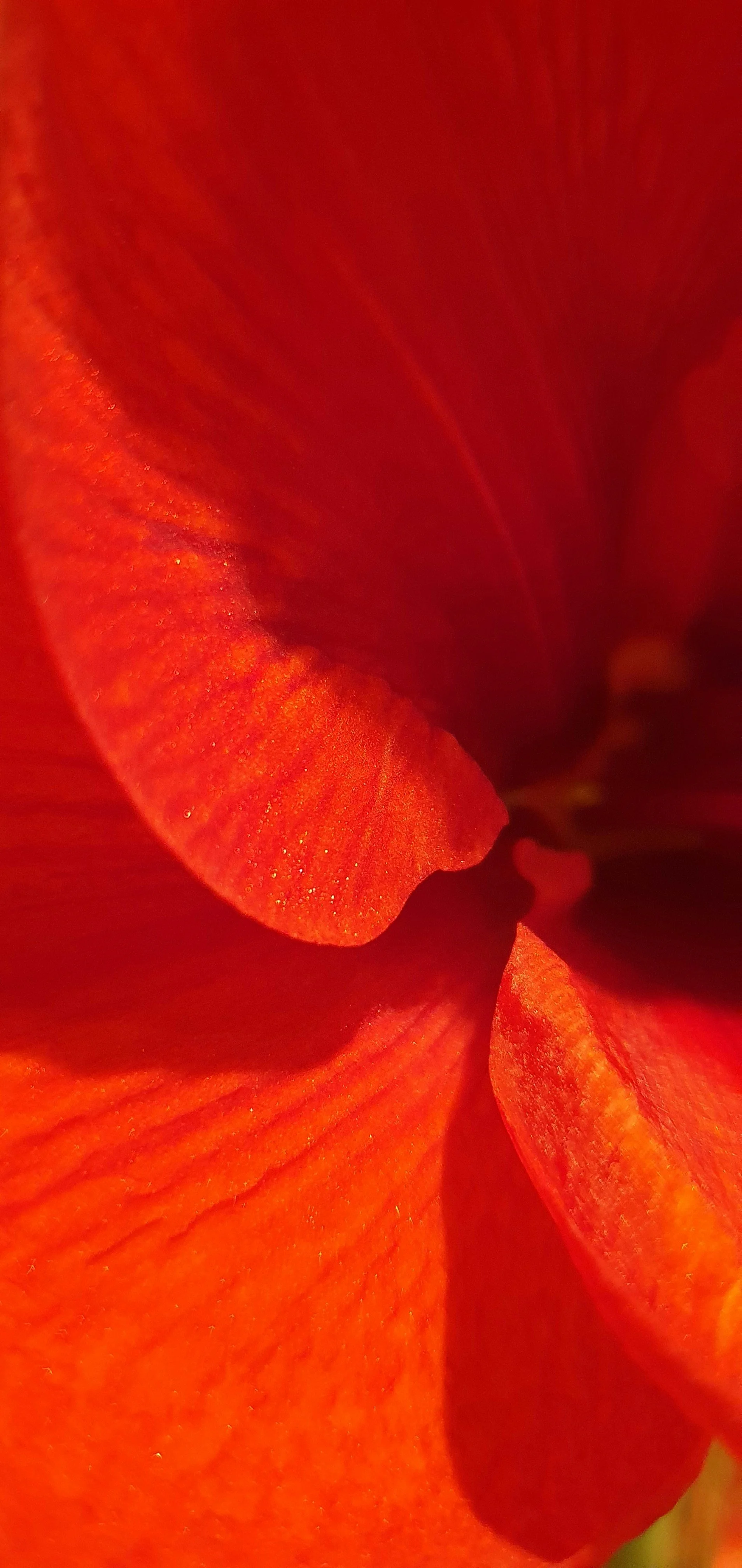 Close-up of a vibrant red-orange flower petal with detailed texture and soft lighting.