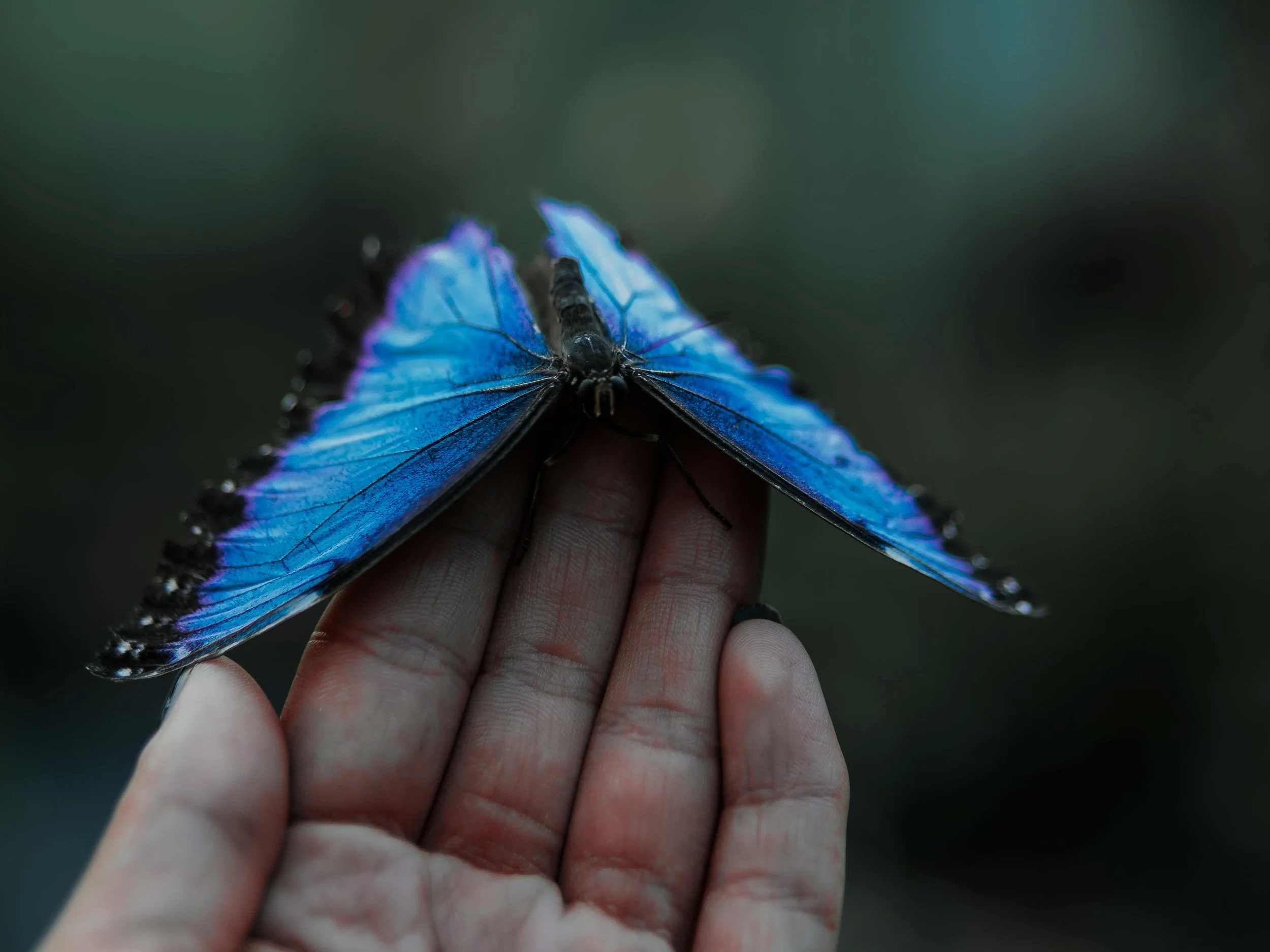 Person holding a large blue butterfly with black edges and iridescent blue wings.