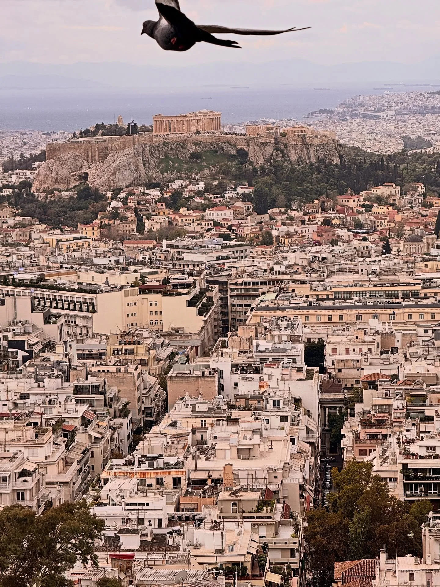 Greek Acropolis and Parthenon. 

View from Lycabettus hill. A bird flew in the frame the moment I took the picture.