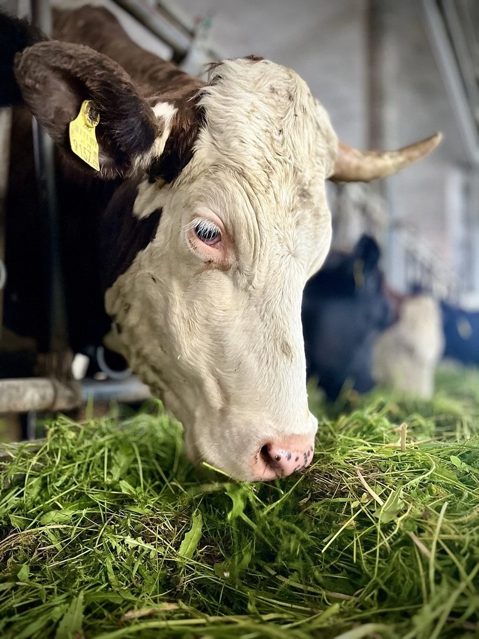 Groß (IMG_8903 2).jpeg