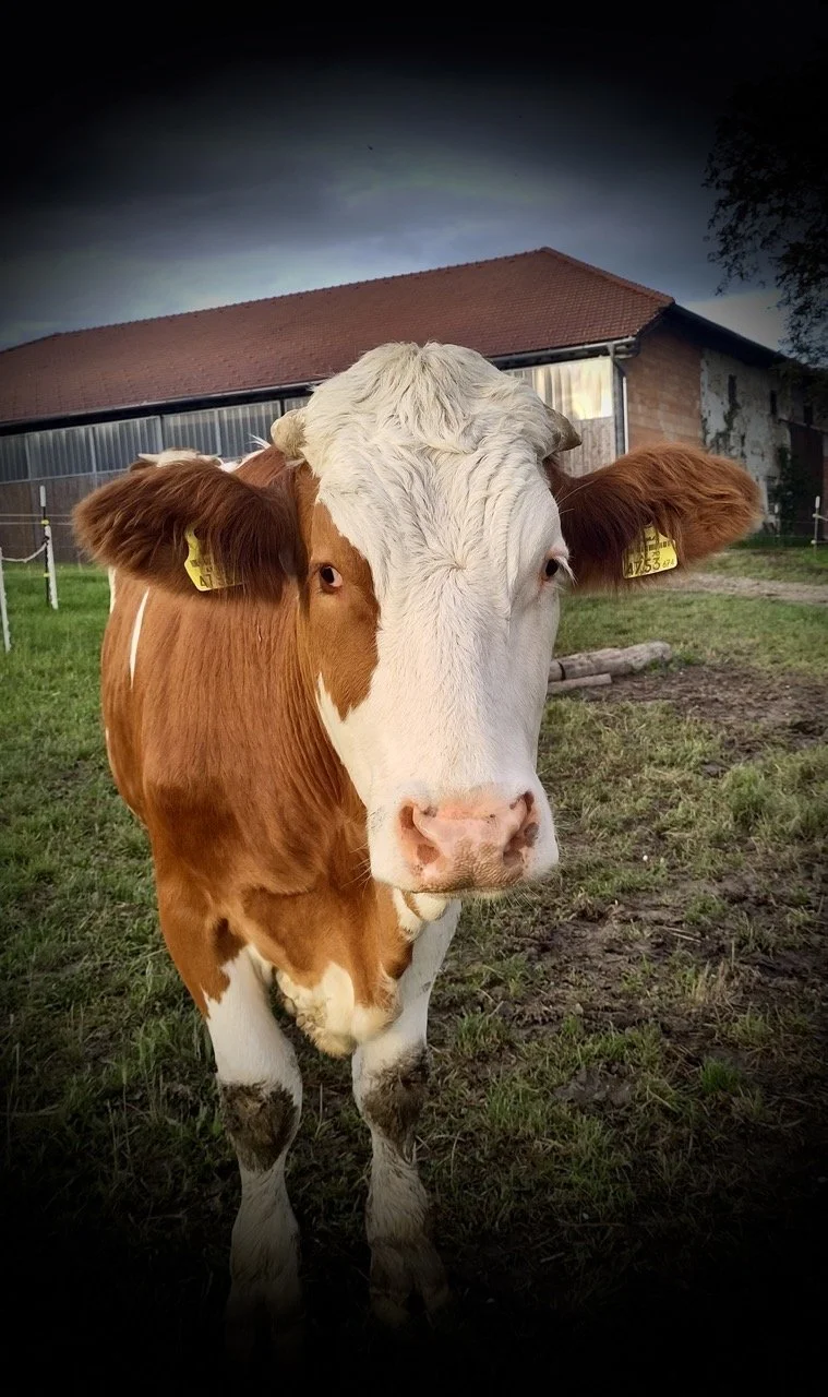 Groß (Mr. Pirate).jpeg