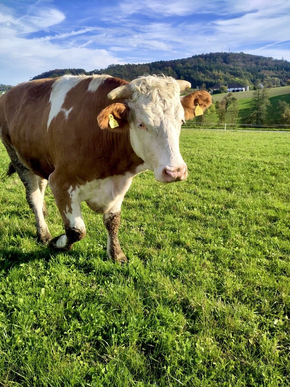 Groß (b03115ae-91c5-4f2b-8e84-4a25f7ddeff6).jpeg