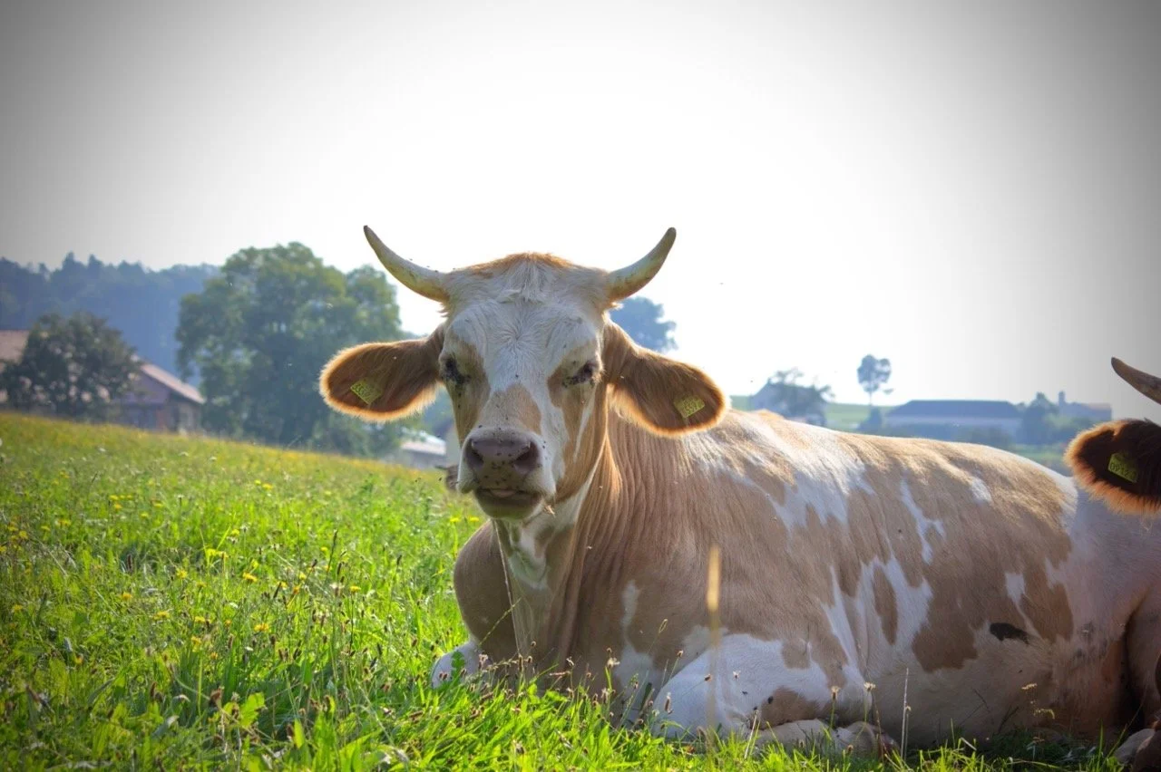 Groß (Mister Langbein).jpeg