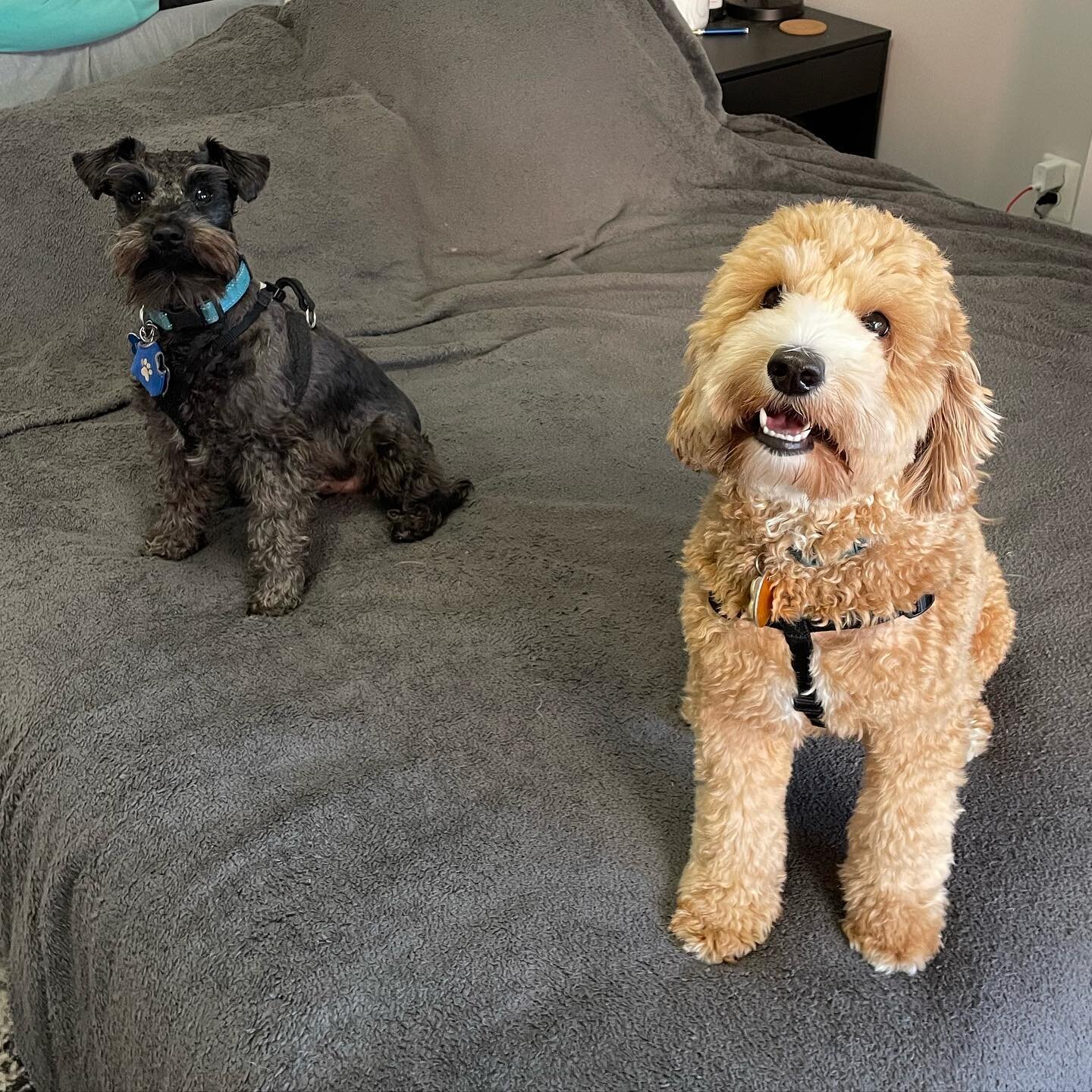 @sunshineofdc was especially excited for picture time today 📸
.
.
.
.

#photogenicdog #photogenicdogs #doggydaycare #puppies #tooters #dogsitters #smallbusiness #petsitting #smallbiz #latinxowned #latinaowned #latinarun #womensmallbiz #dog #dogs #do