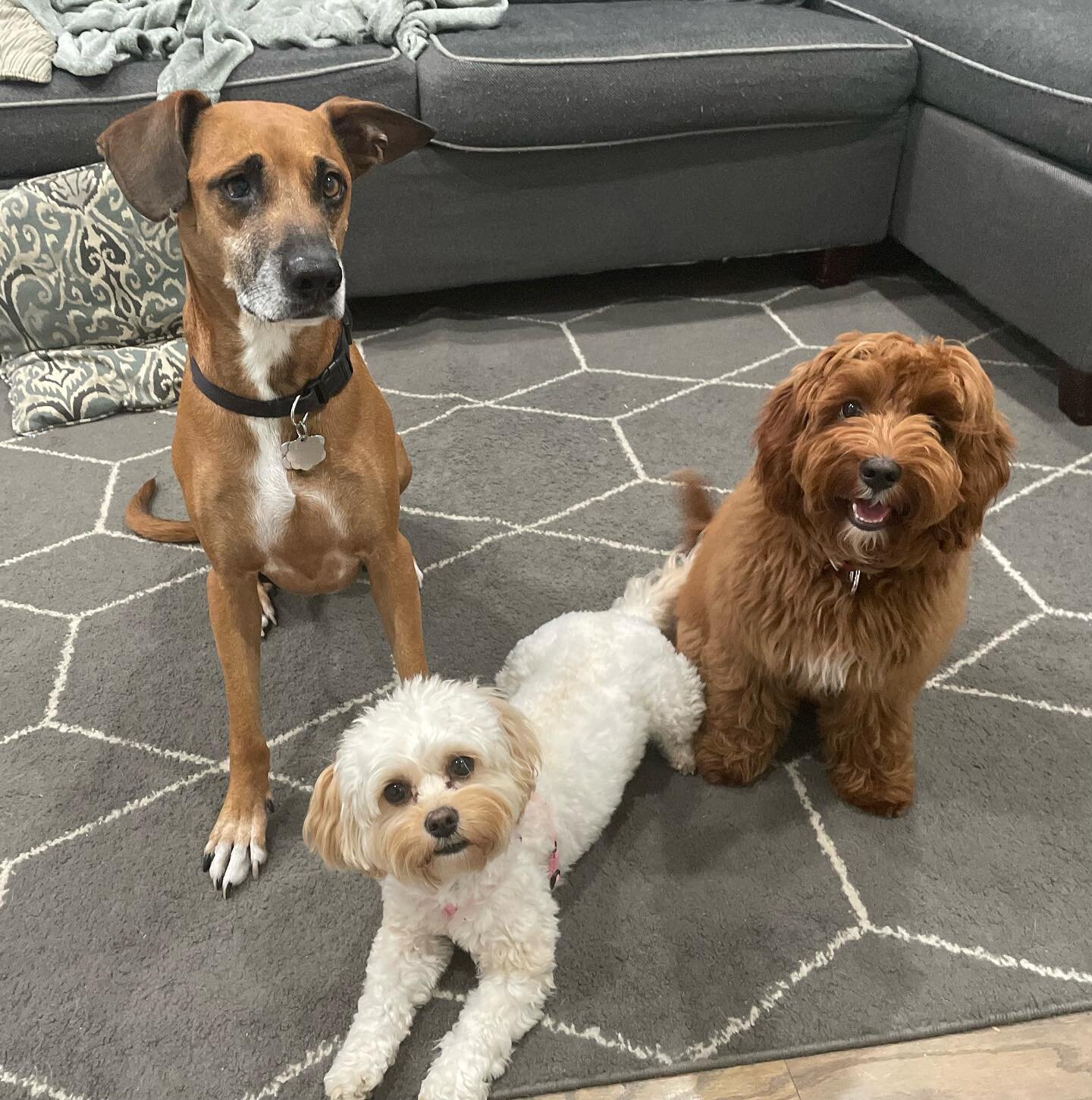 #DaycareDerps 🤭
.
.
.
.
#photogenicdog #photogenicdogs #doggydaycare #puppies #tooters #dogsitters #smallbusiness #petsitting #smallbiz #latinxowned #latinaowned #latinarun #womensmallbiz #dog #dogs #doggo #walk #dcdogs #dcdog #districtdog #dogsitte