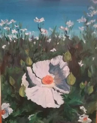 matilija-poppy-lr-orig_orig.jpg