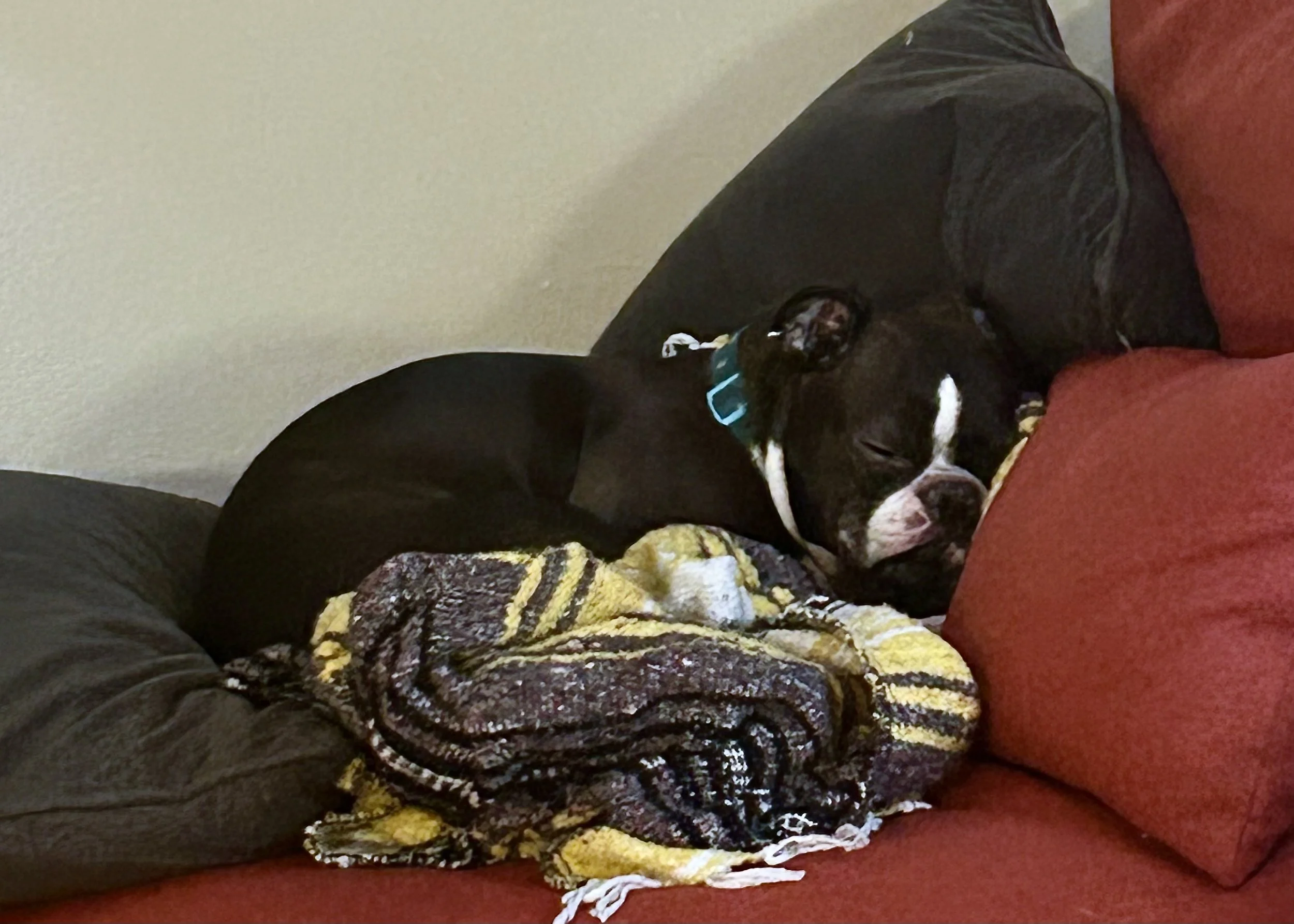 Boston Terrier sleeping on top of a pile of blankets
