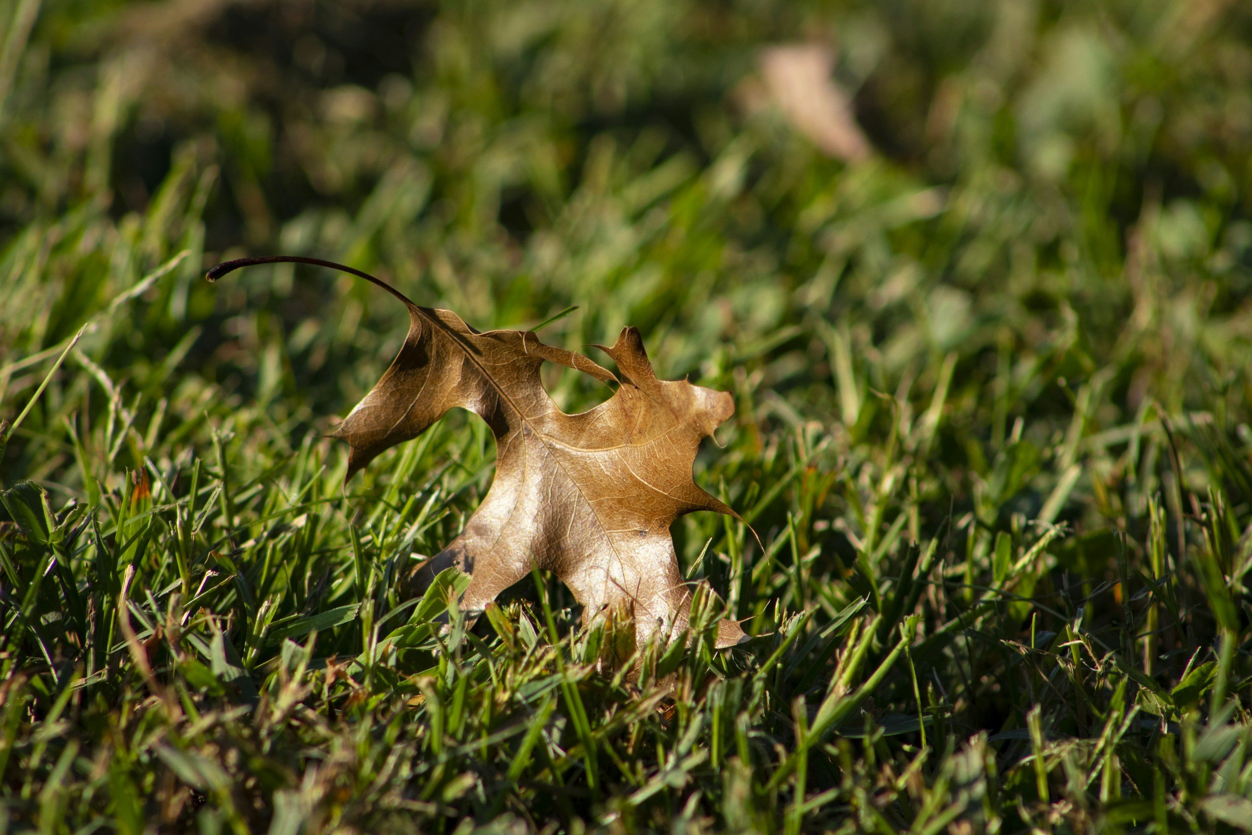 A brown leaf in the grass to represent life transitions