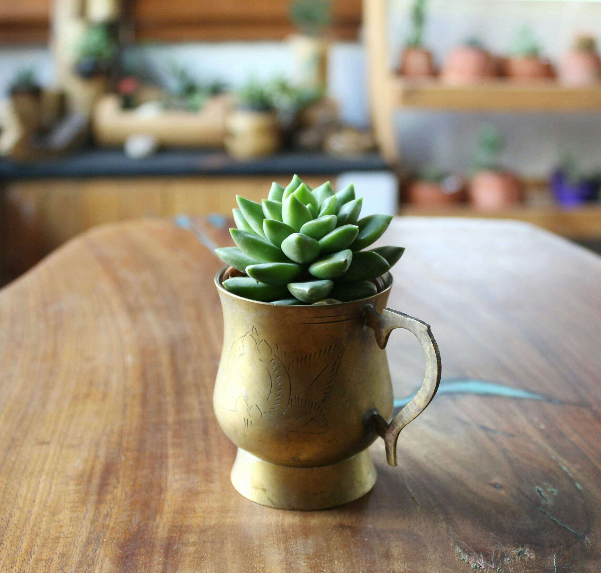 Succulent plant on a table