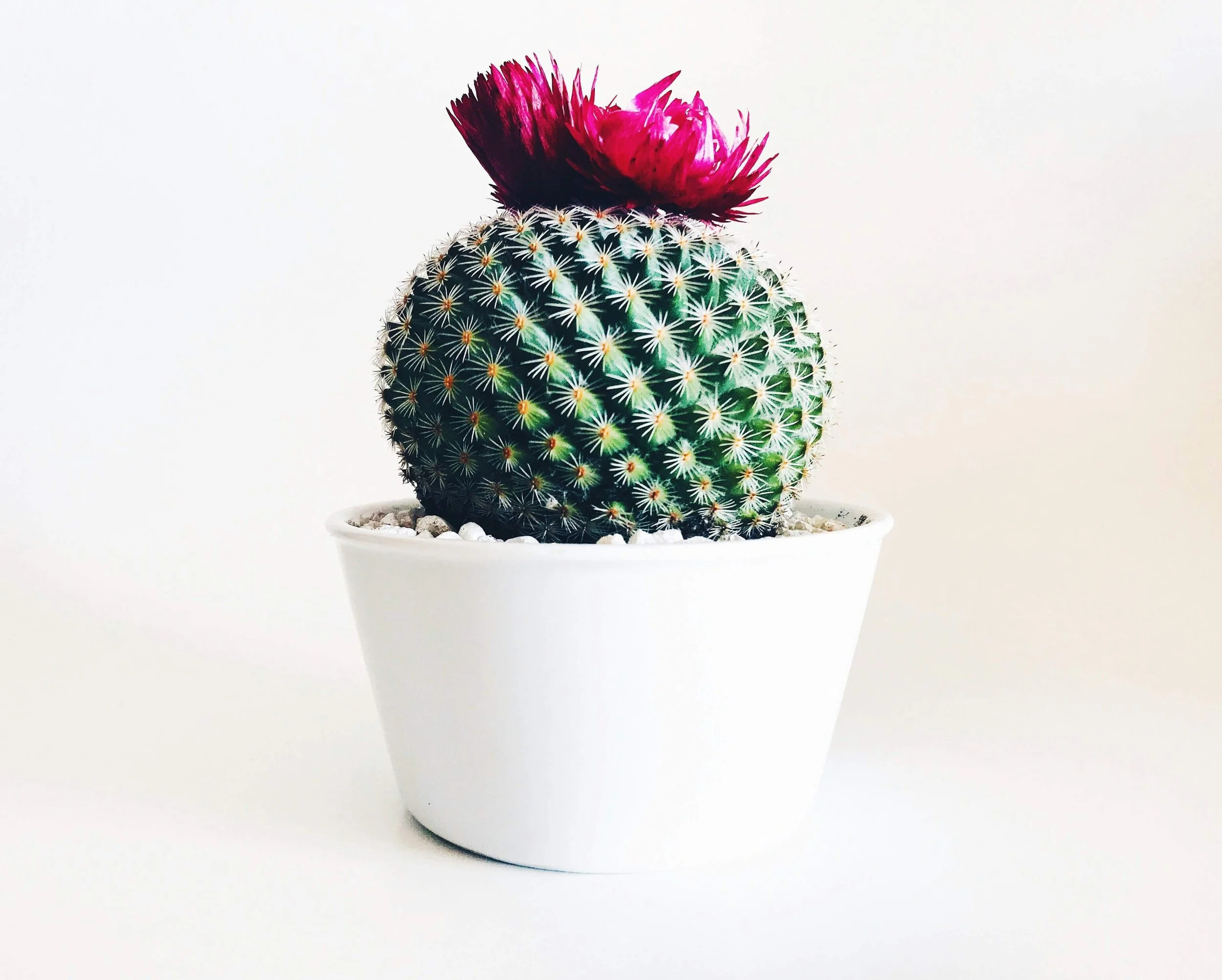 Cactus with pink flower