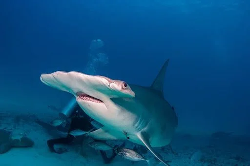 7 Endangered Species That Keep Their Habitats Healthy and Stable