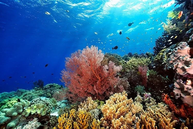 The Hidden Climate Stories Within Our Coral Reefs
