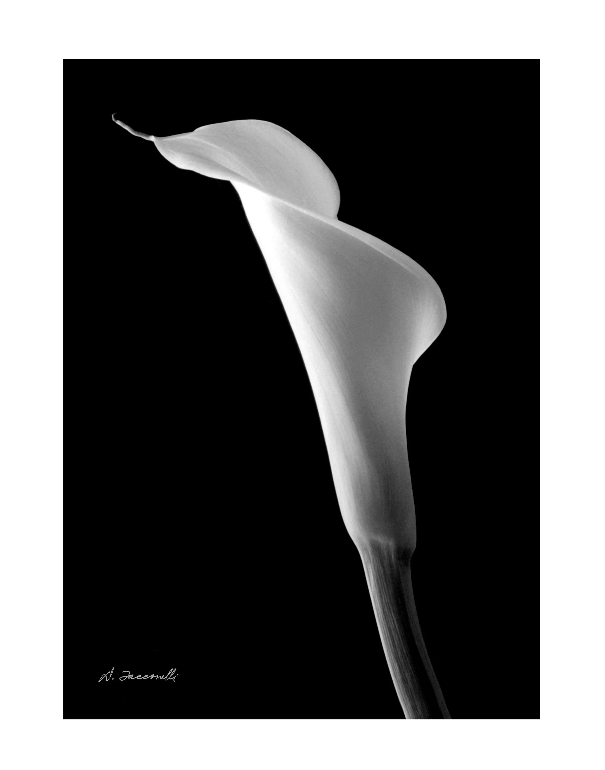 Calla 19